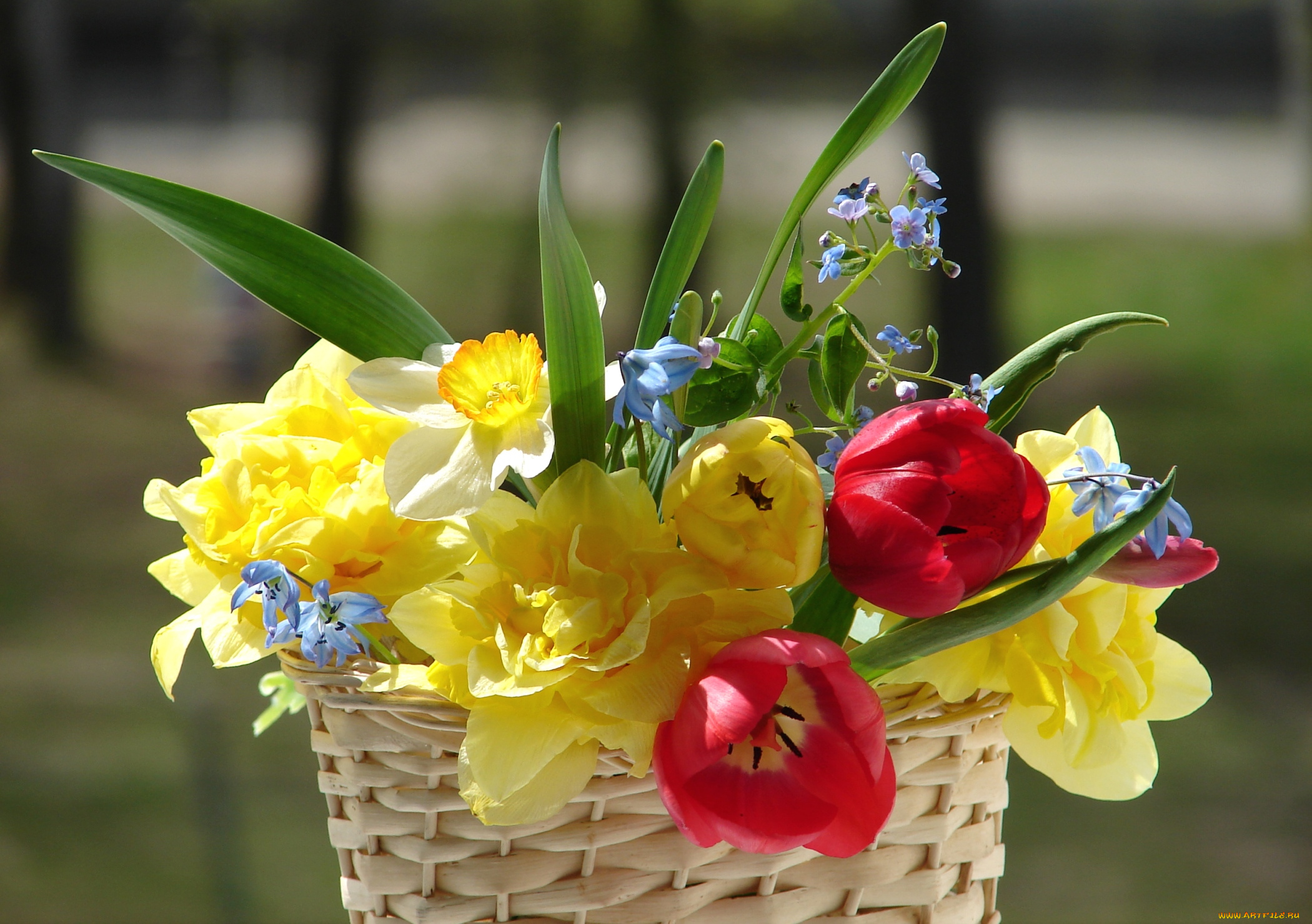 цветы, разные, вместе, нарциссы, тюльпаны