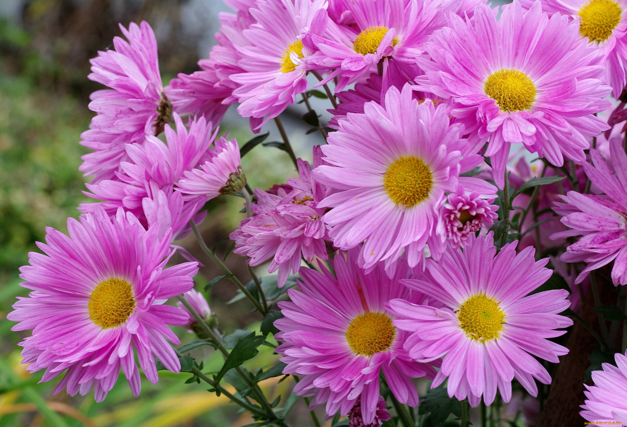 цветы, астры, татарская, астра