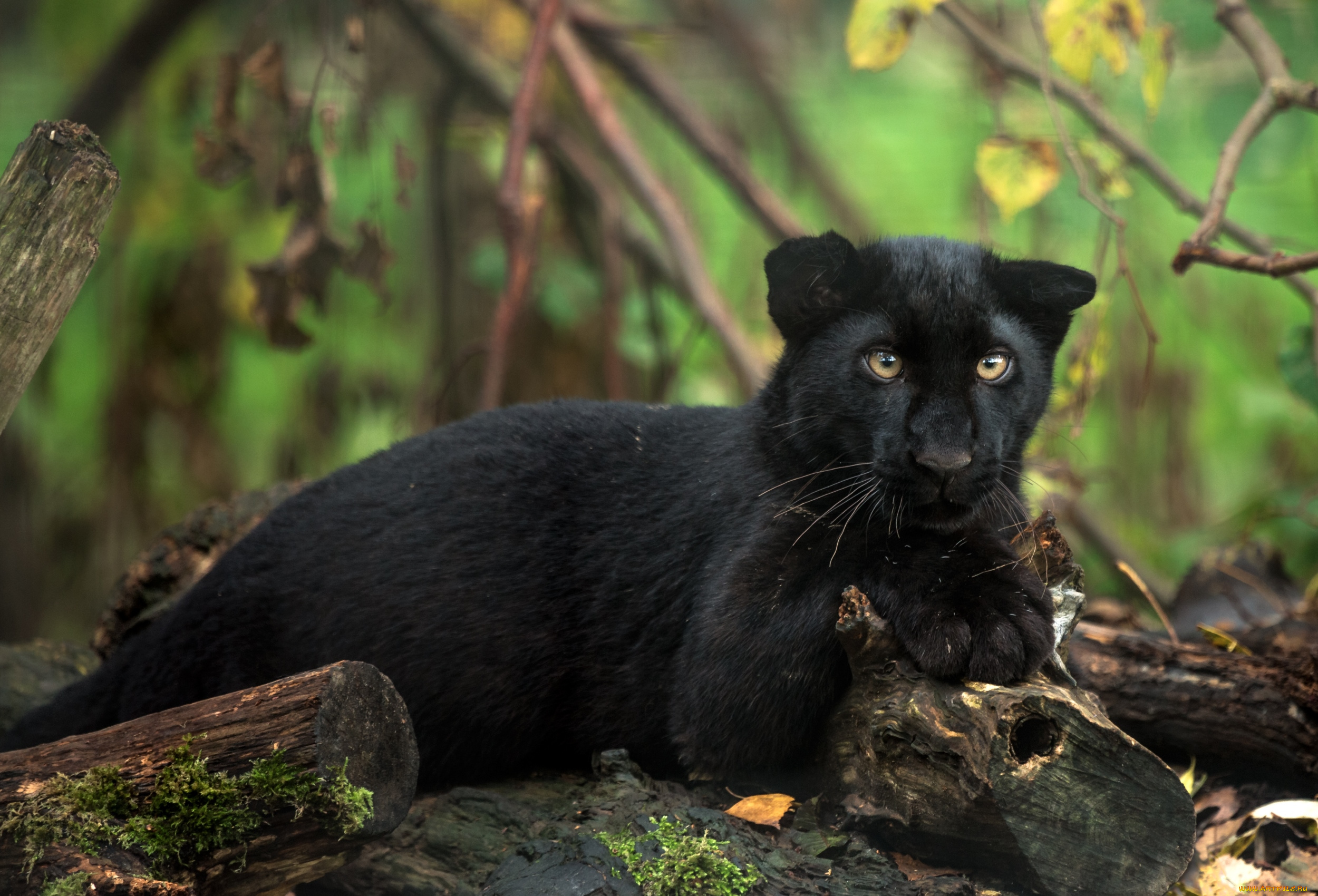 животные, пантеры, малыш