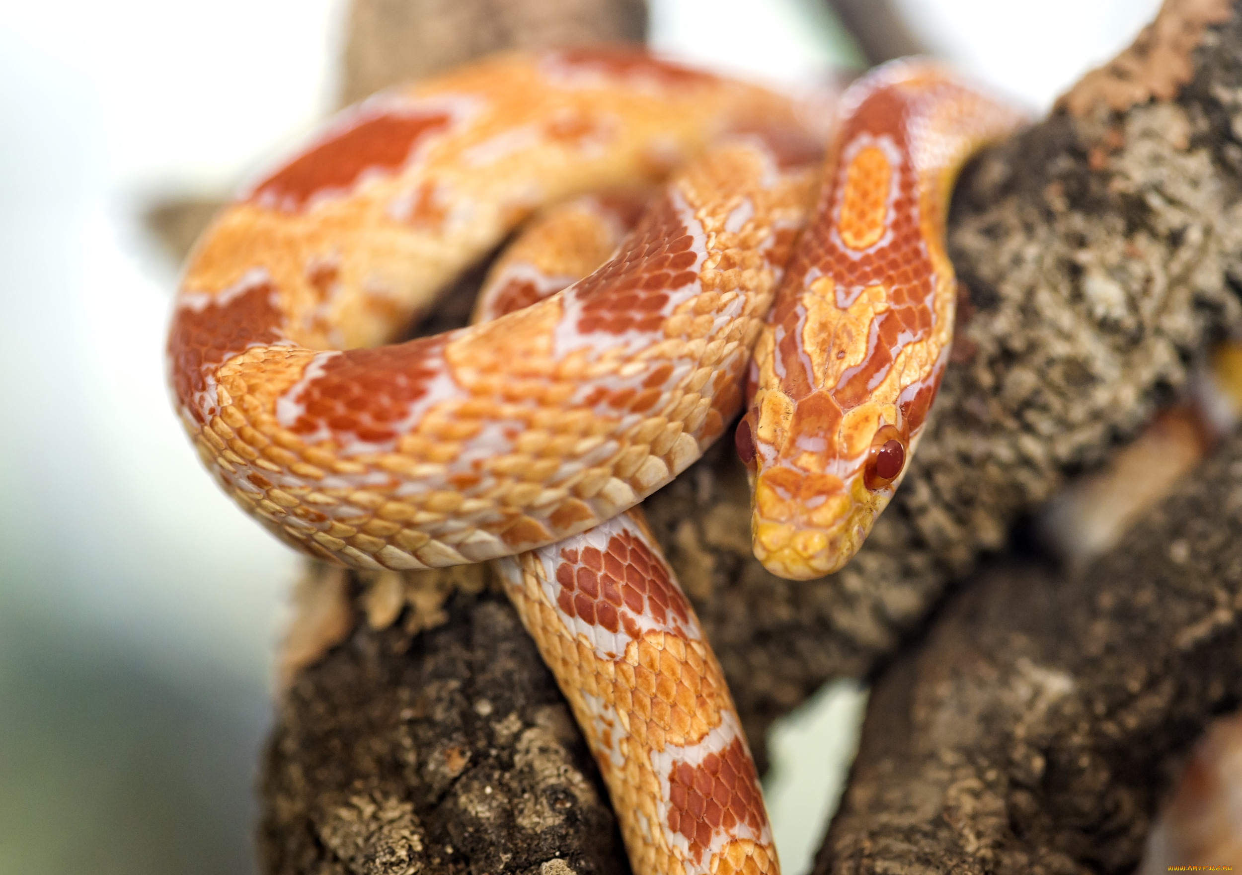 животные, змеи, питоны, кобры, гад