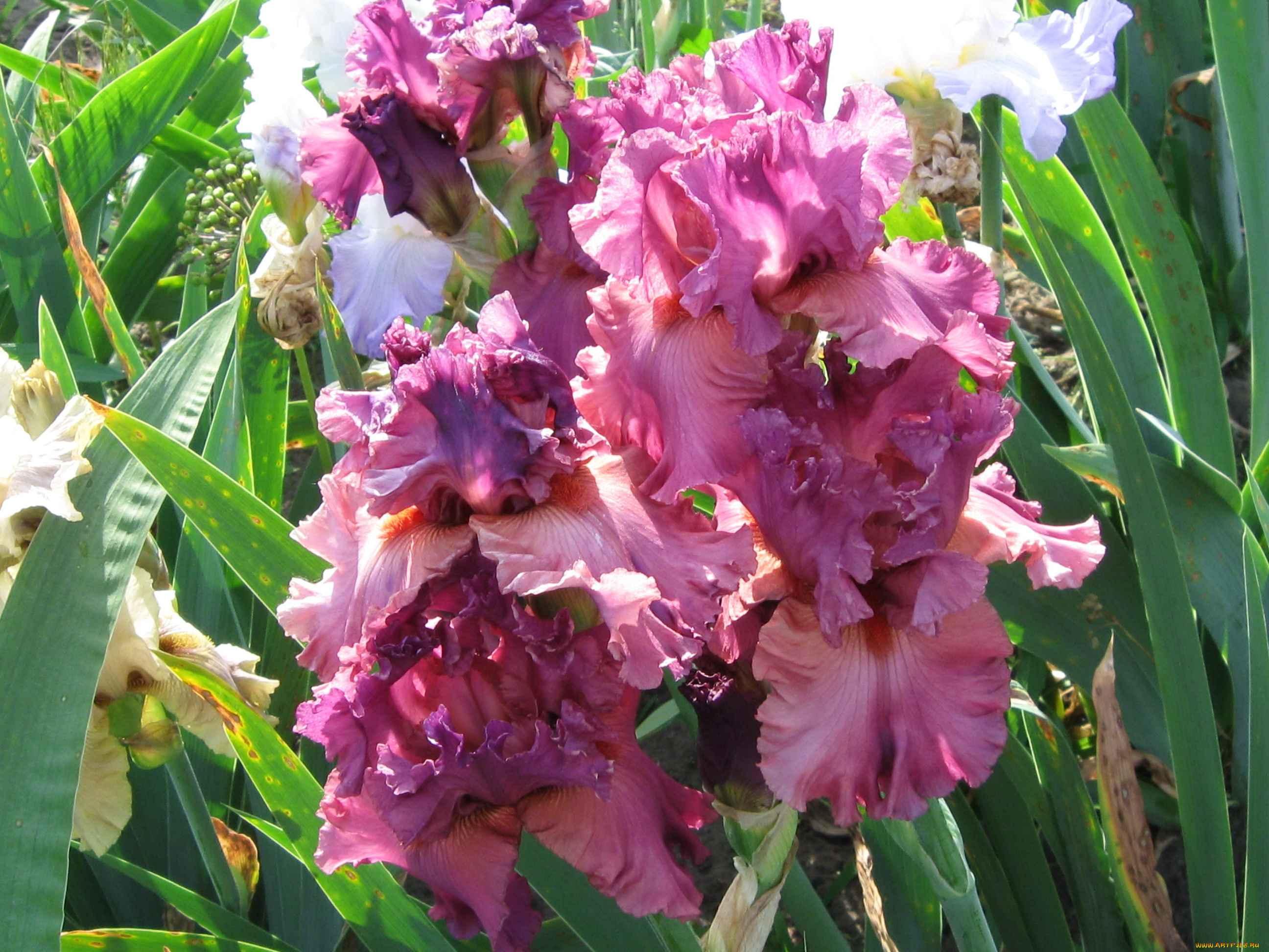 цветы, ирисы, сад