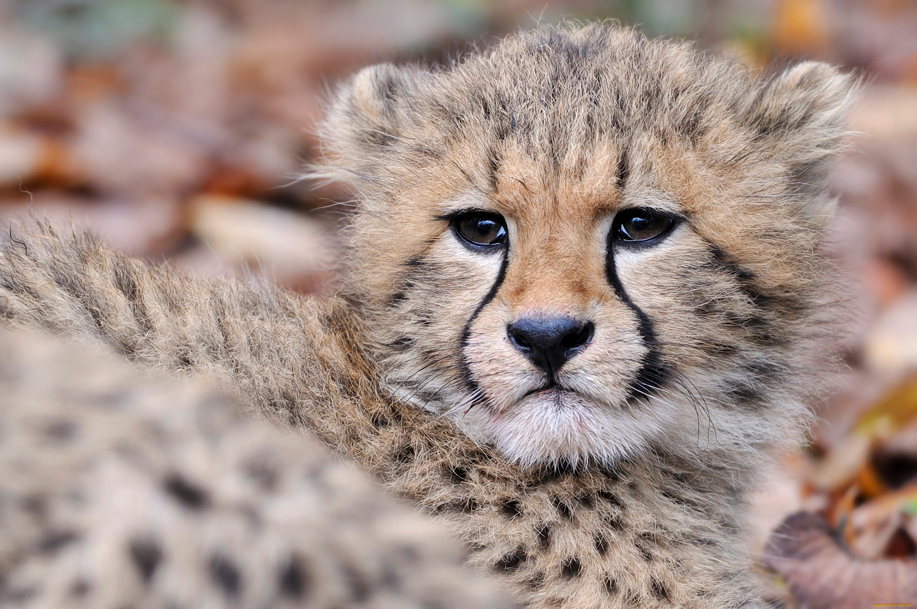животные, гепарды, детеныш
