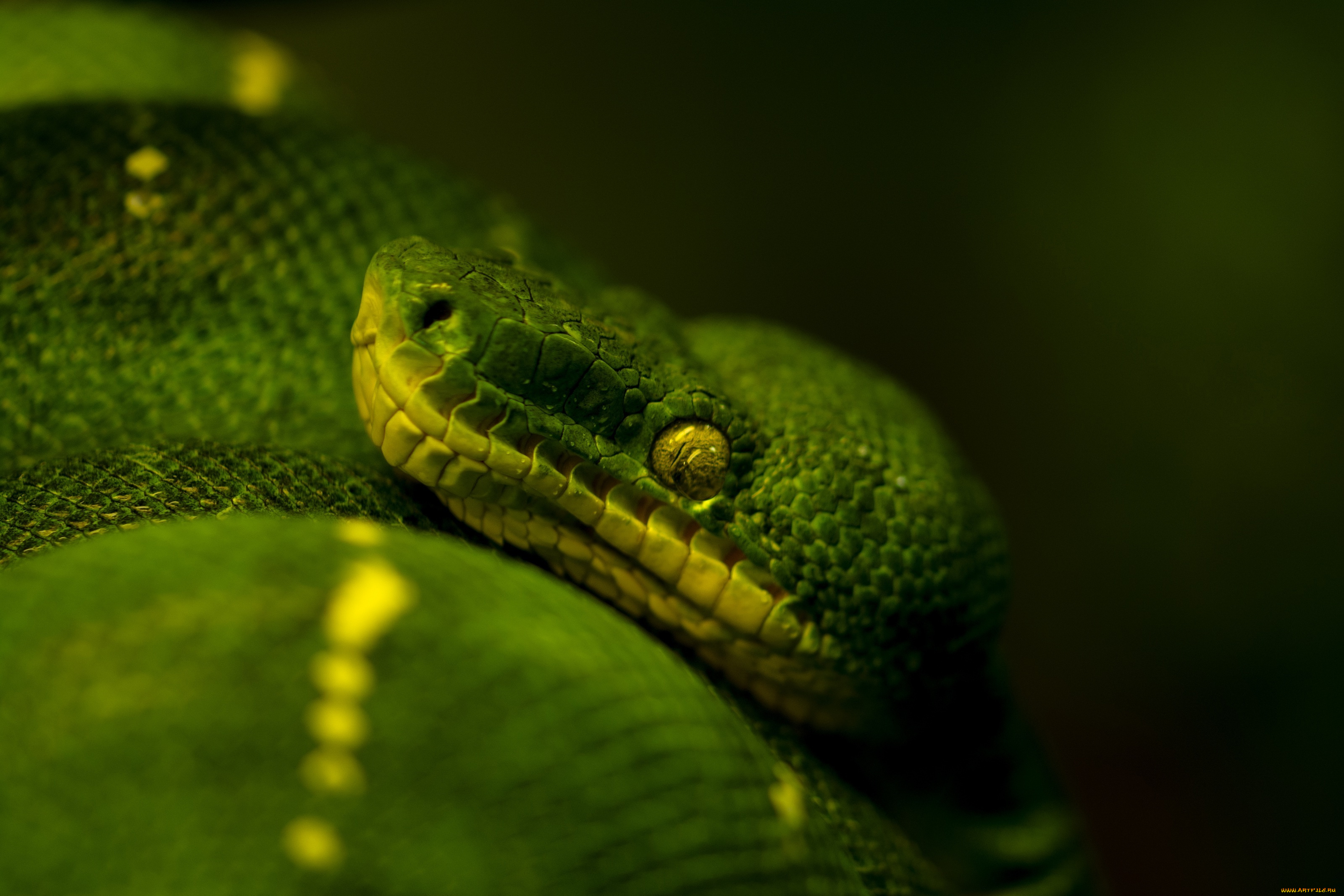 животные, змеи, питоны, кобры, темный, фон, зеленый, древесный, питон