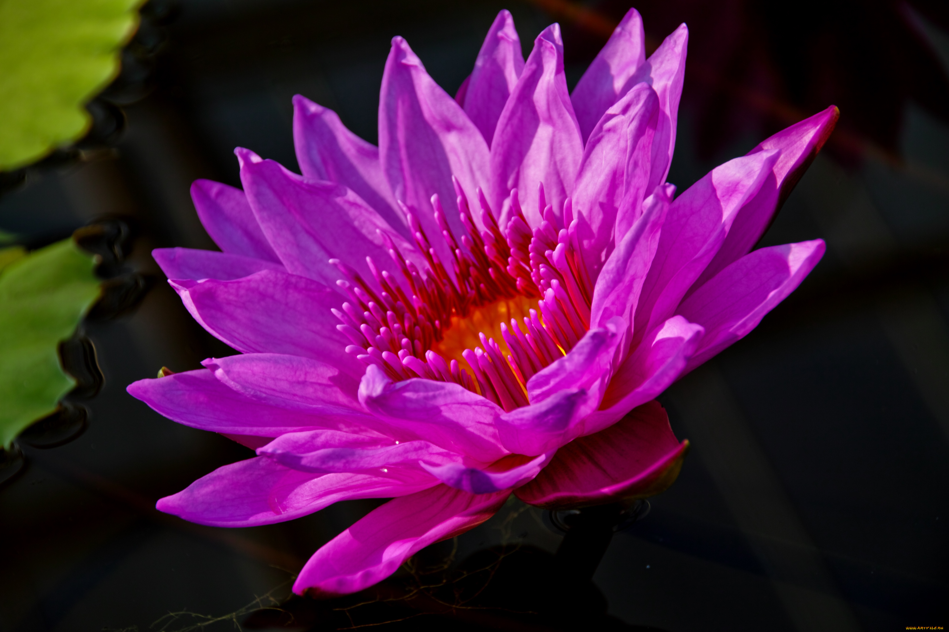 цветы, лилии, водяные, нимфеи, кувшинки, нимфея