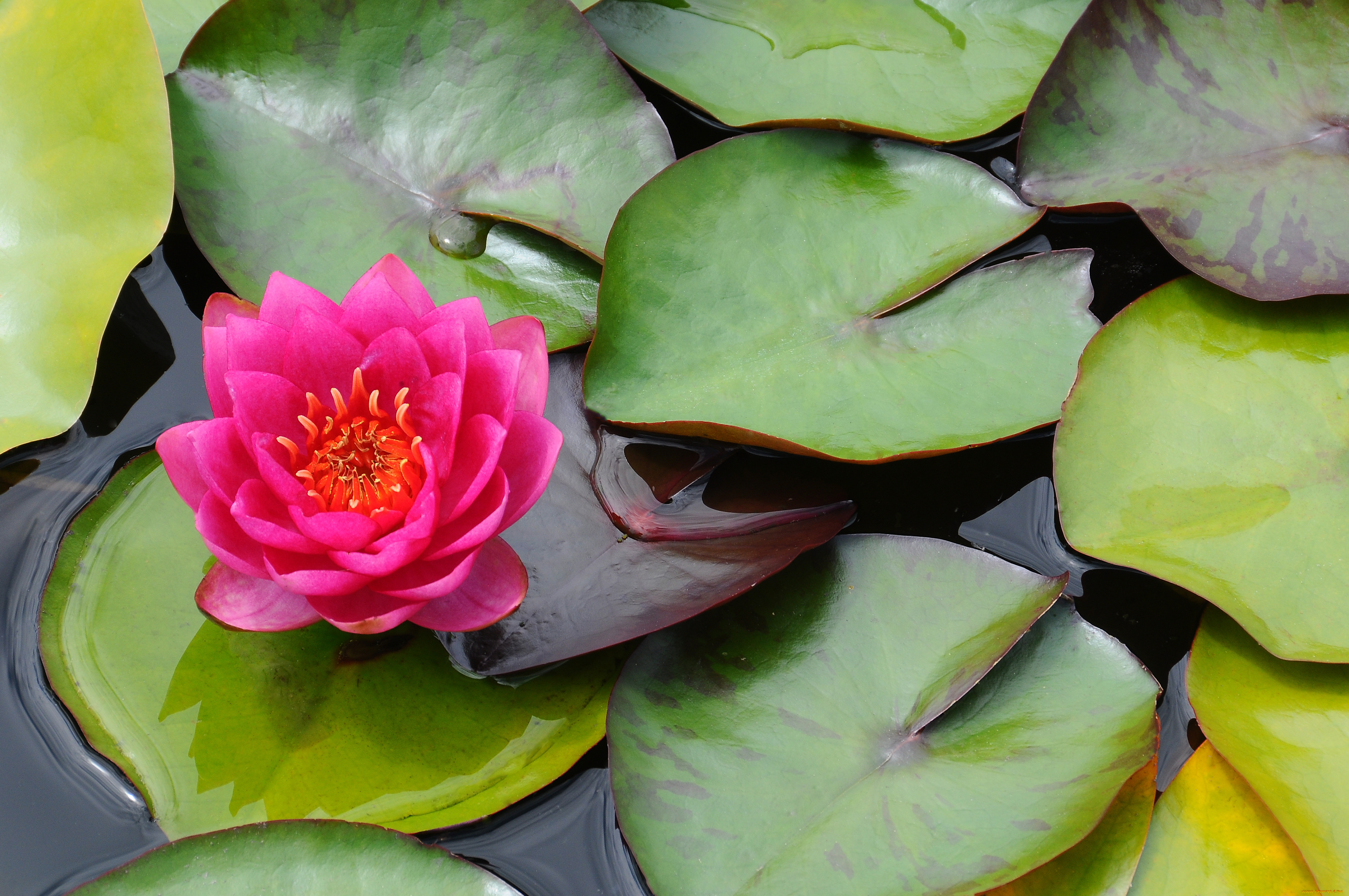 цветы, лилии, водяные, нимфеи, кувшинки, лилия, водоем, листья