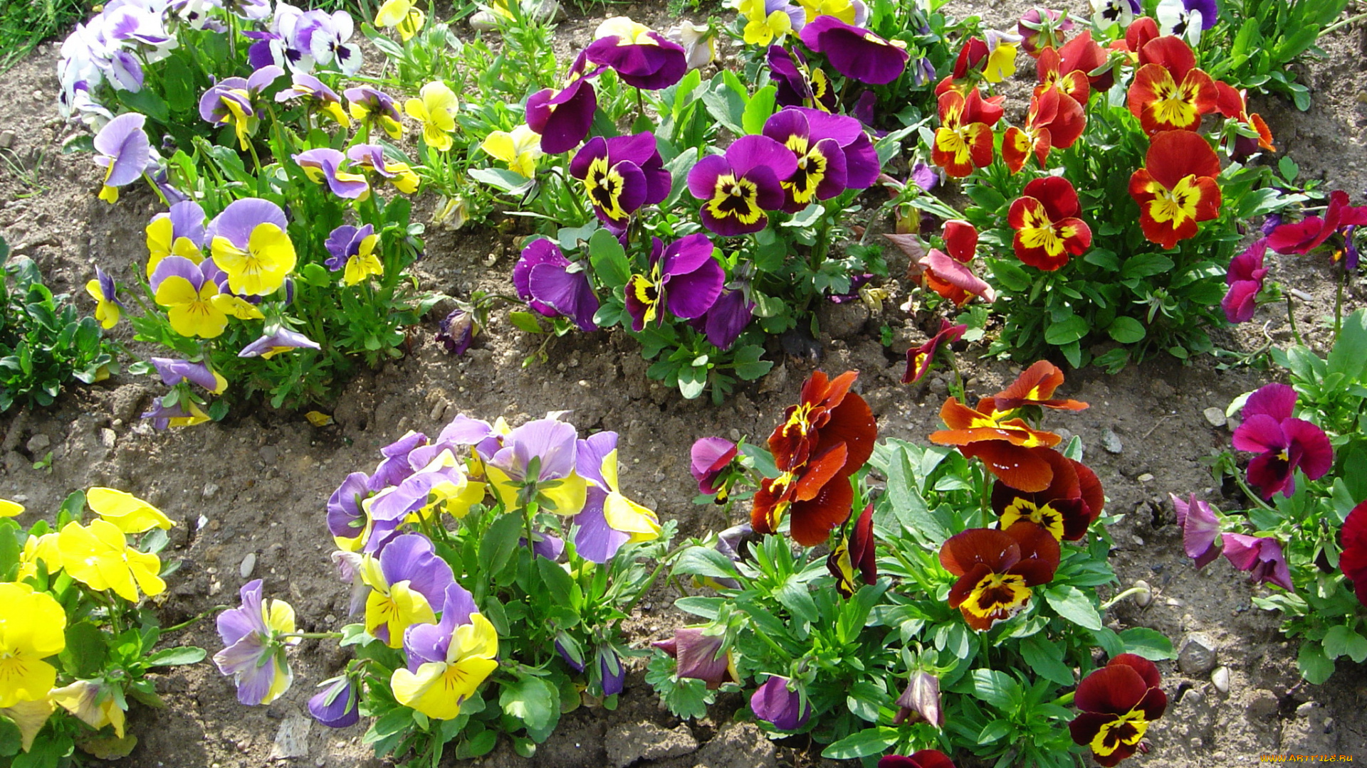 цветы, анютины, глазки, , садовые, фиалки, фиалки, анютины, глазки, сад