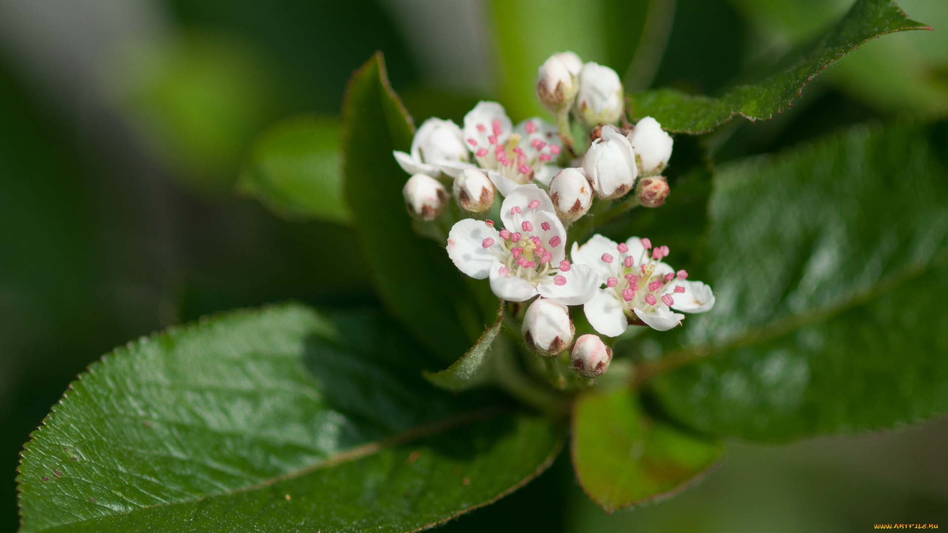 цветы, цветущие, деревья, , , кустарники, листья, ветка, зелень, макро