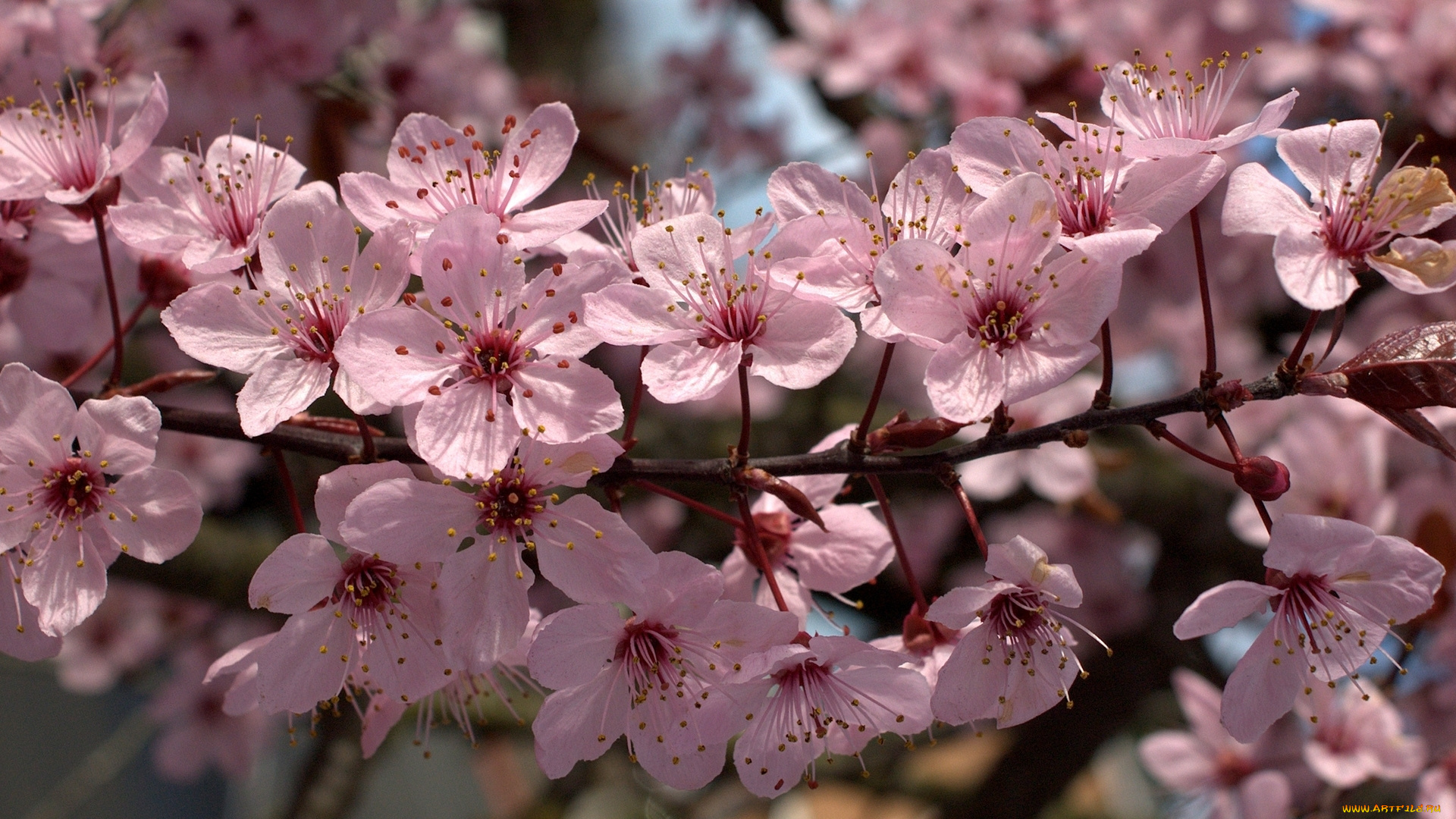 цветы, цветущие, деревья, , , кустарники, ветка, лепестки