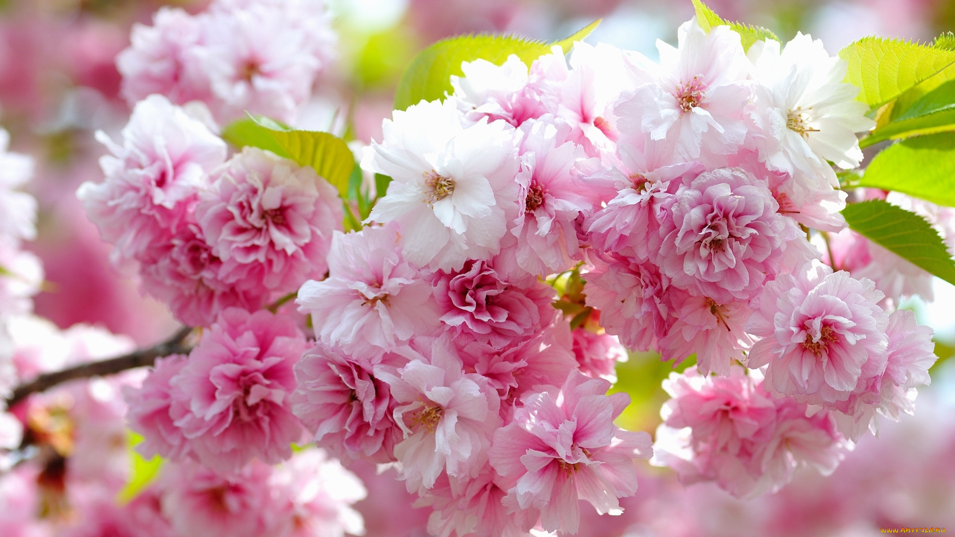 цветы, цветущие, деревья, , , кустарники, ветка, лепестки