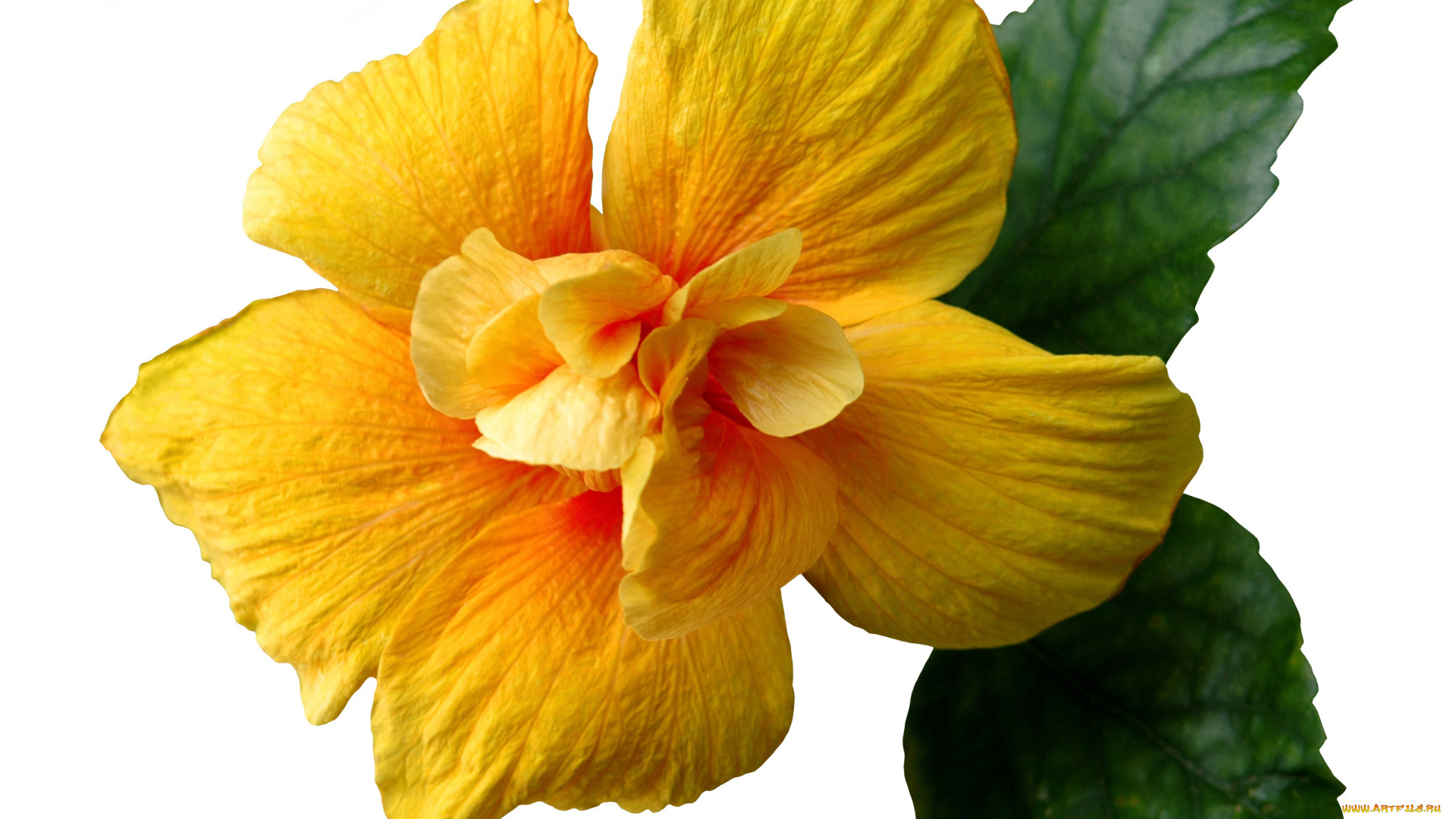 цветы, гибискусы, гибискус, желтый