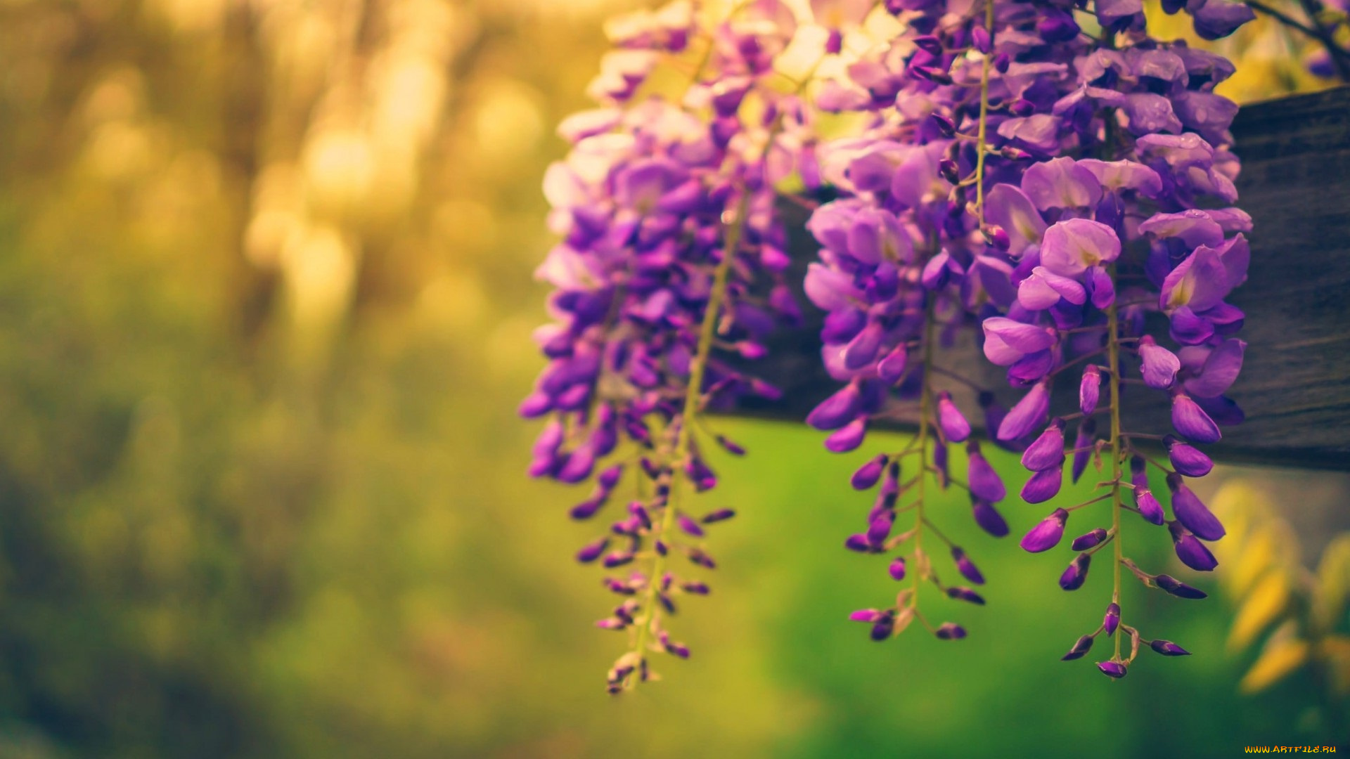 цветы, глициния, nature, flowers, spring, trees, природа, деревья, весна