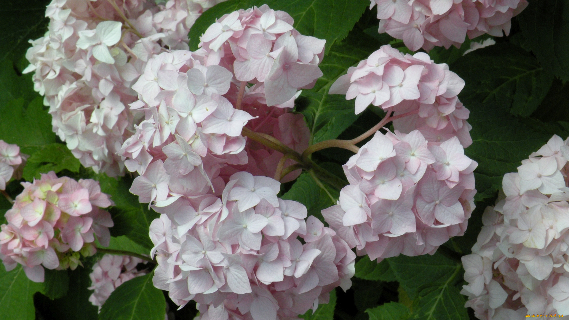цветы, гортензия, лепестки