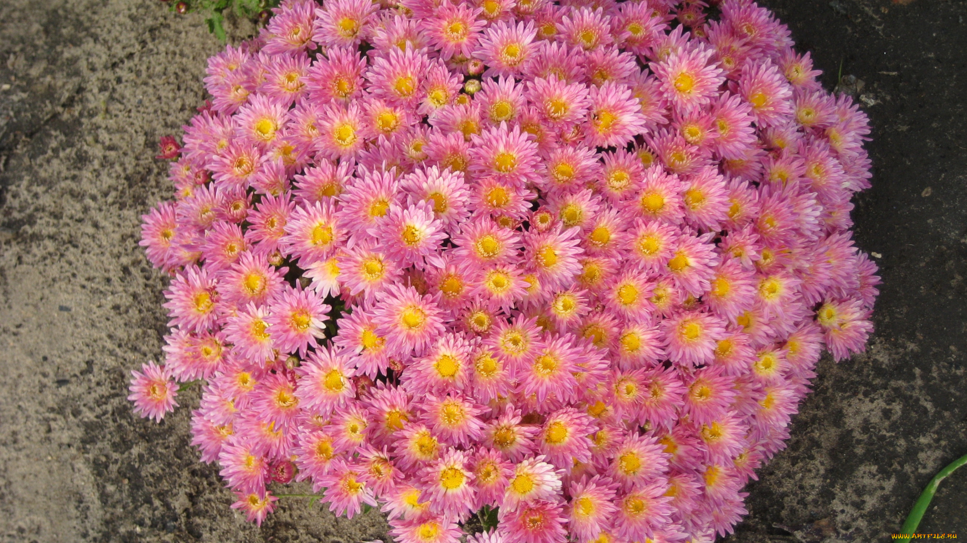 цветы, хризантемы, букет, розовые