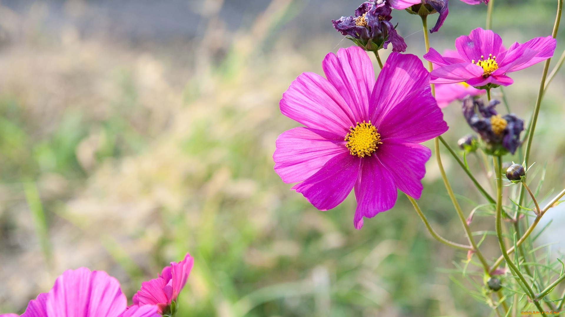 цветы, космея, бутоны