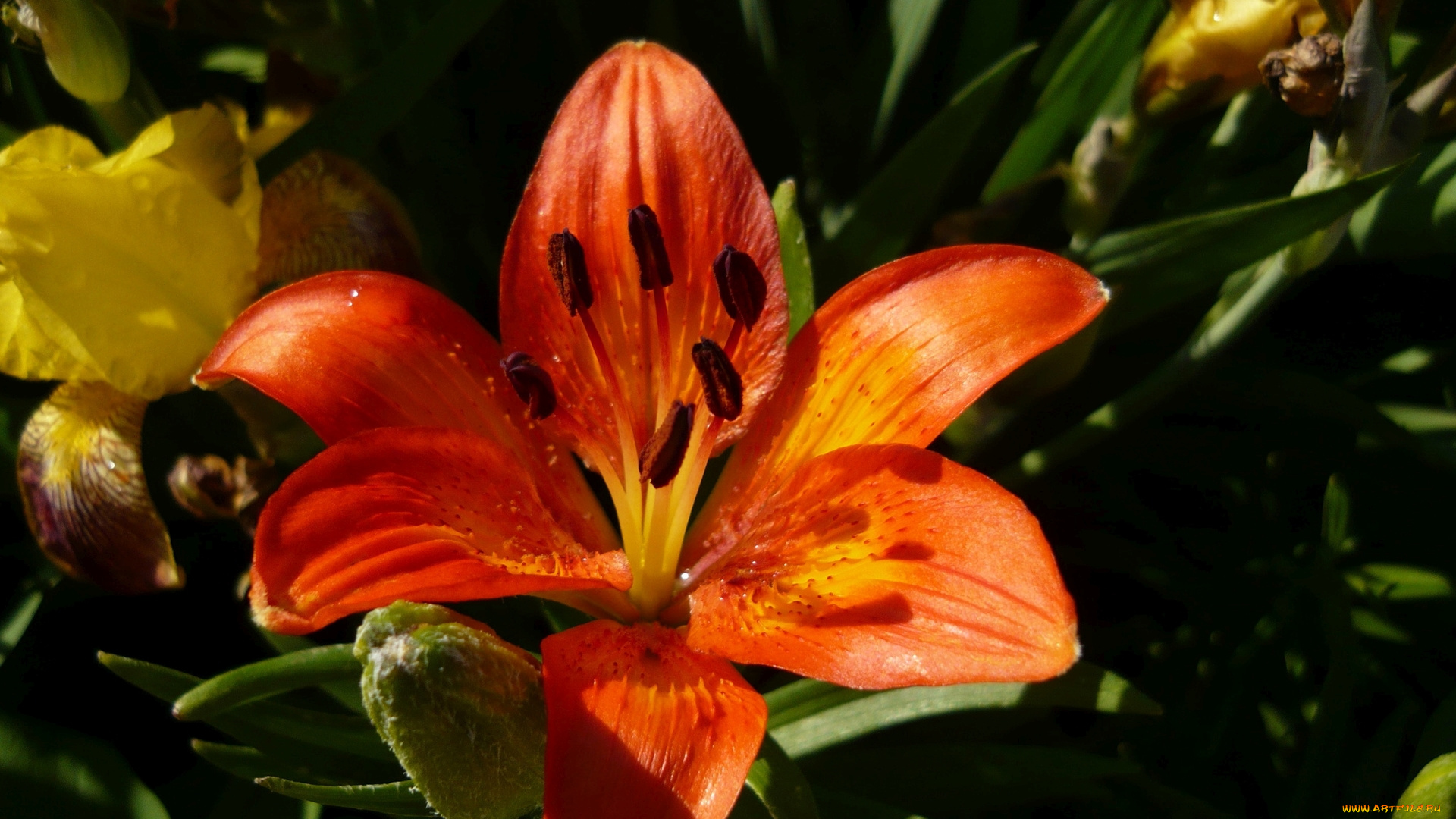 цветы, лилии, , лилейники, лепестки