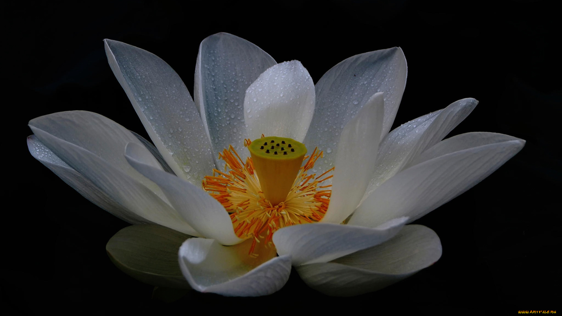 цветы, лотосы, цветок, лепестки, white, lotus, капли