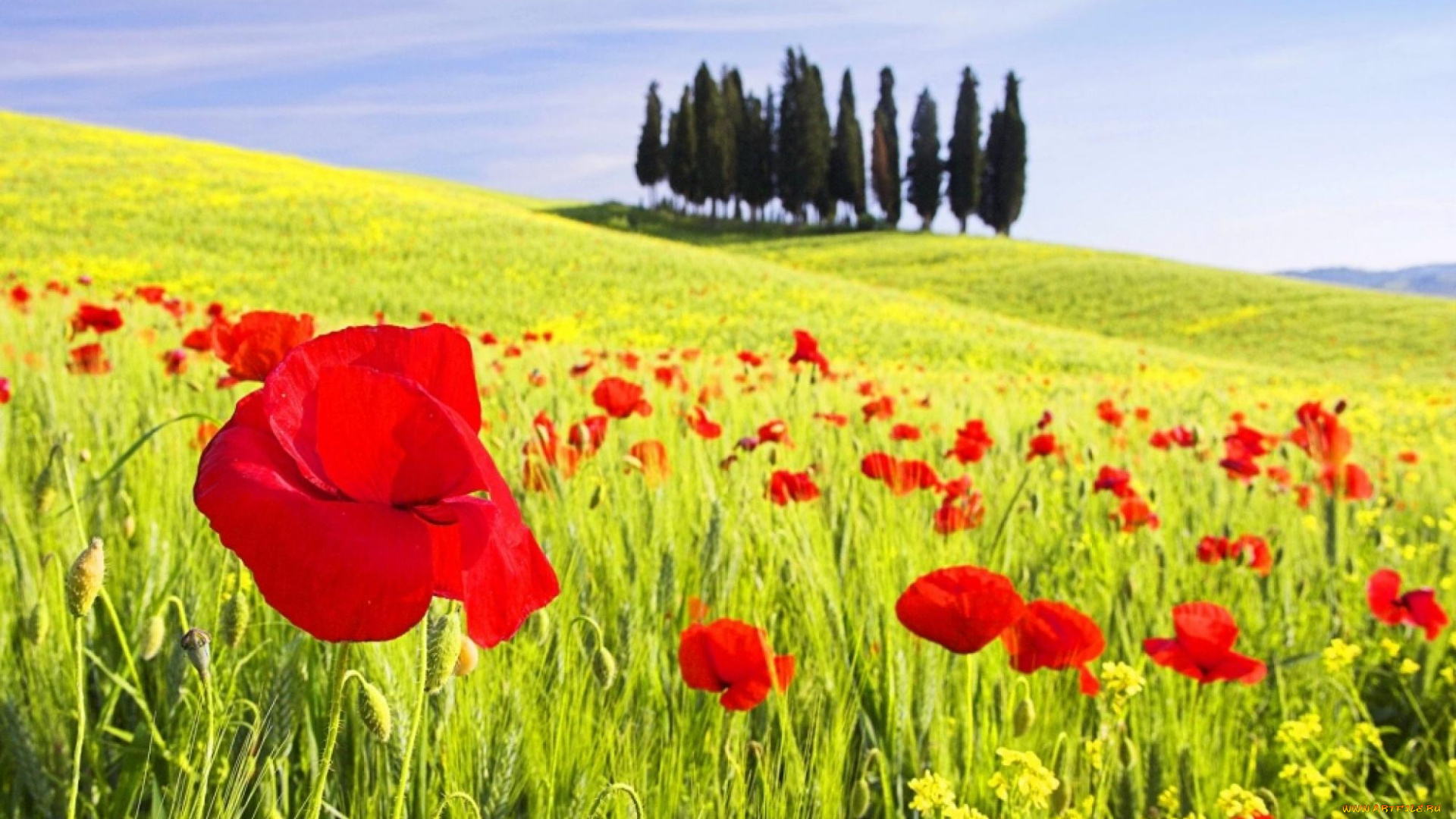 цветы, маки, поле, деревья, красные