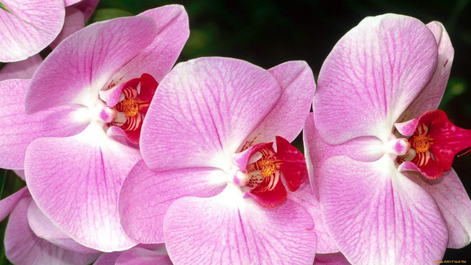 цветы, орхидеи, бутоны