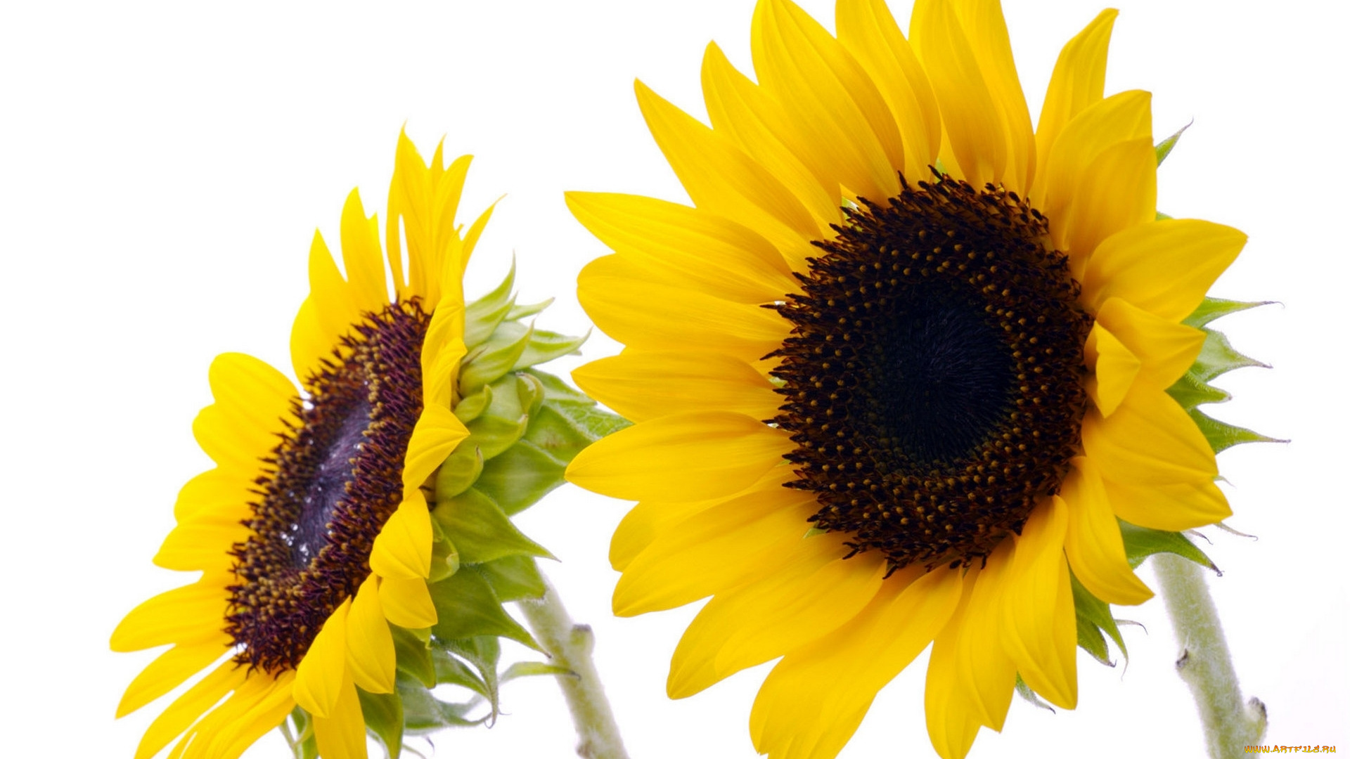 цветы, подсолнухи, желтый