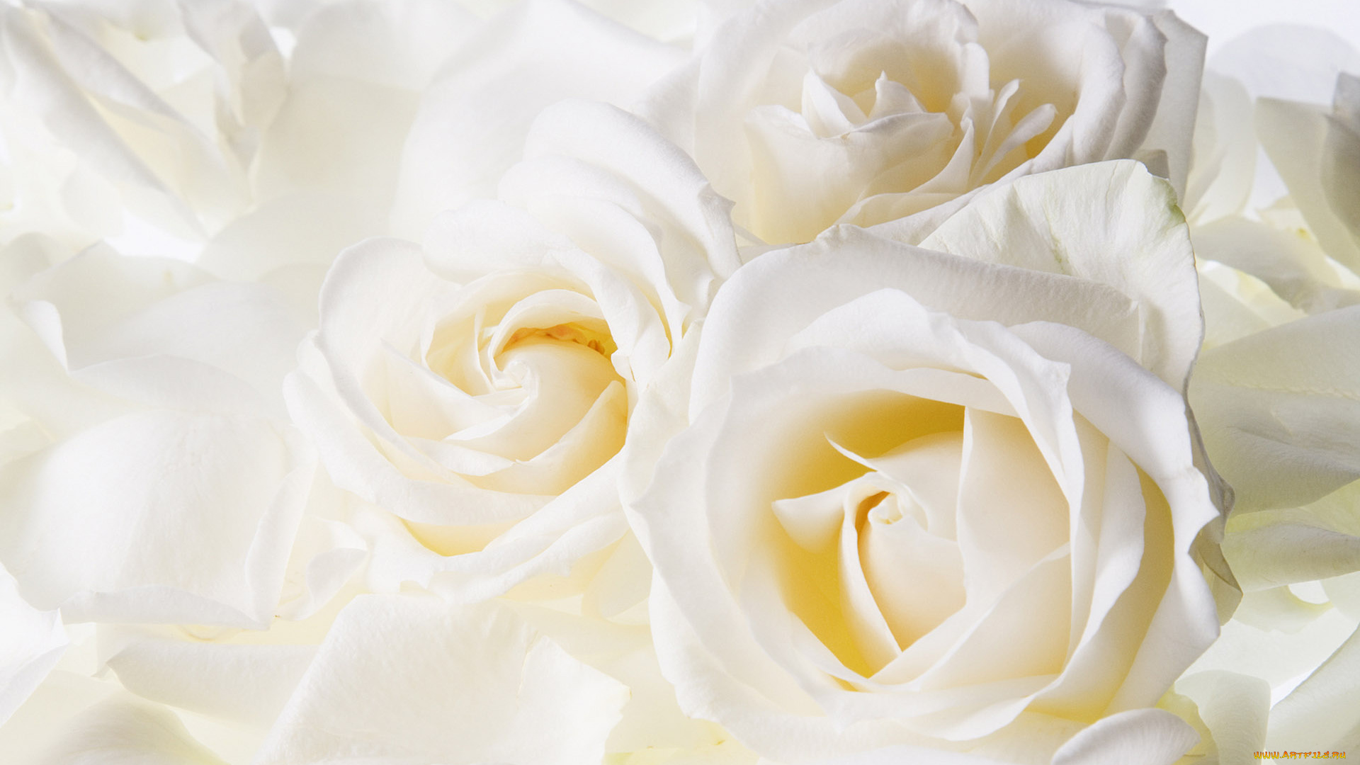 цветы, розы, нежность, букет, белые