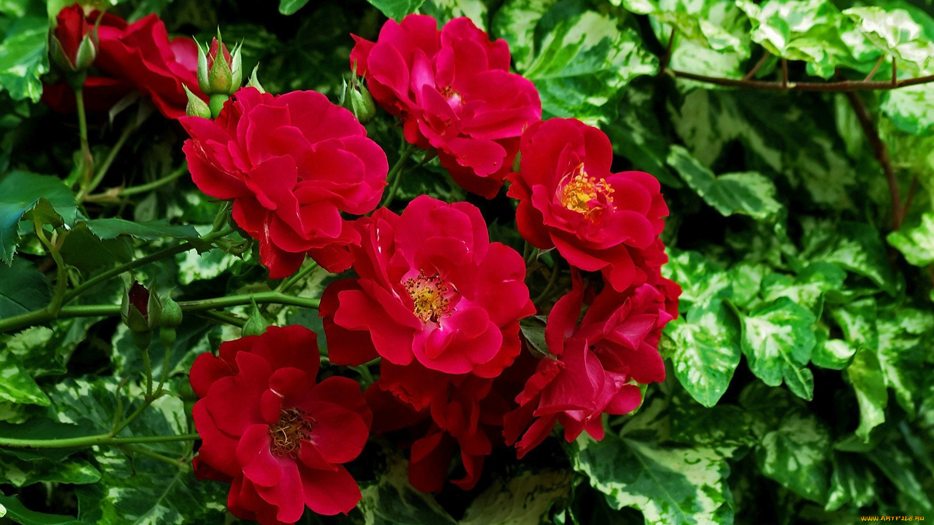 цветы, шиповник, листья, бутоны