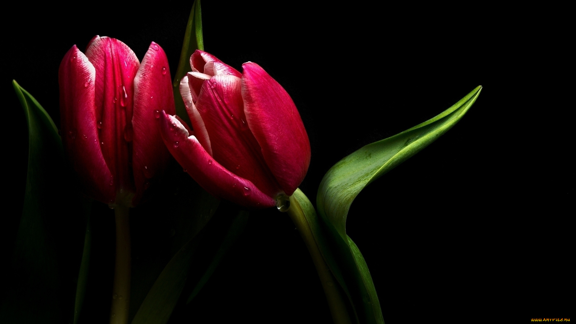 цветы, тюльпаны, фон, бутоны