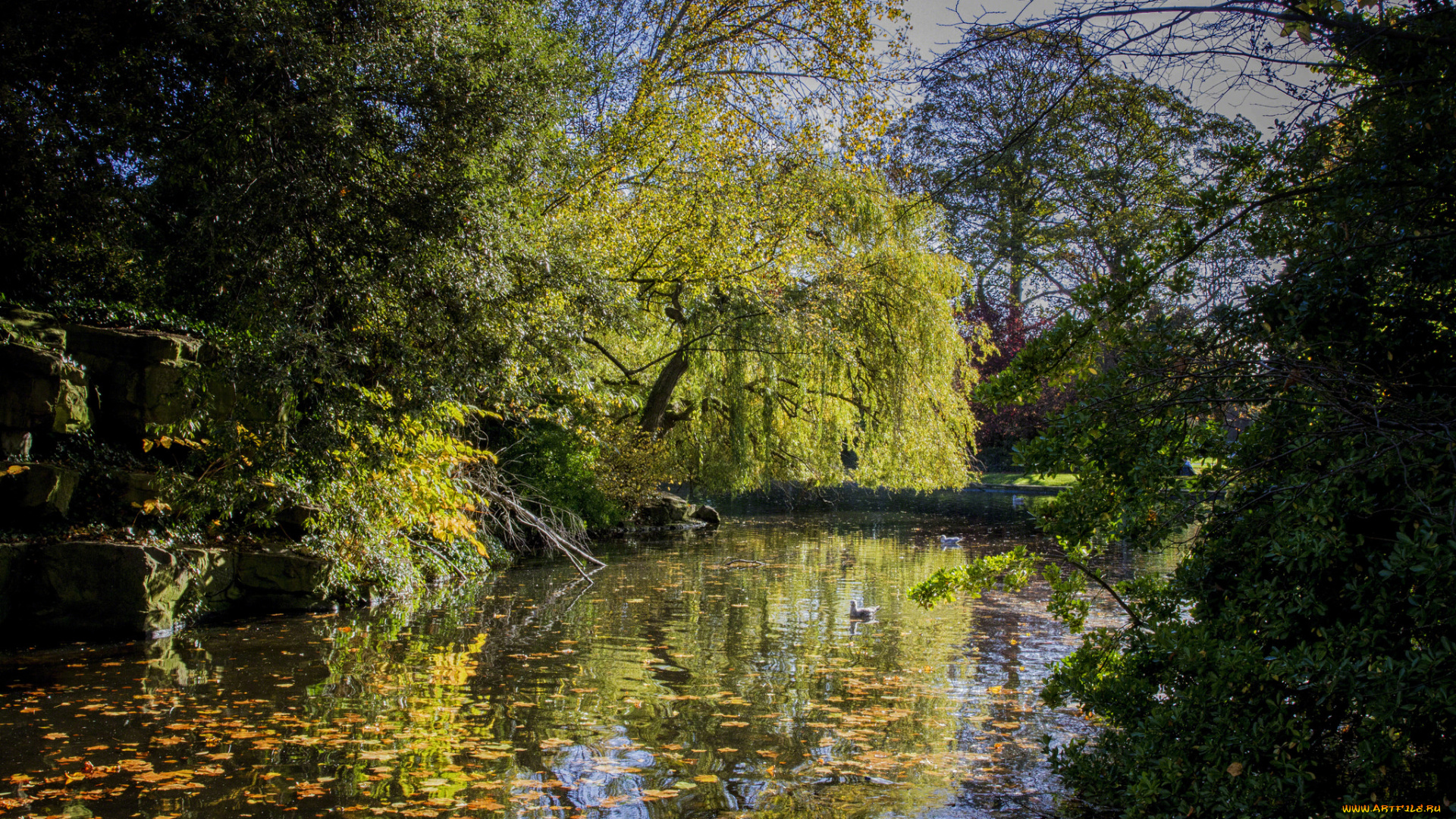 природа, реки, озера, лес, река