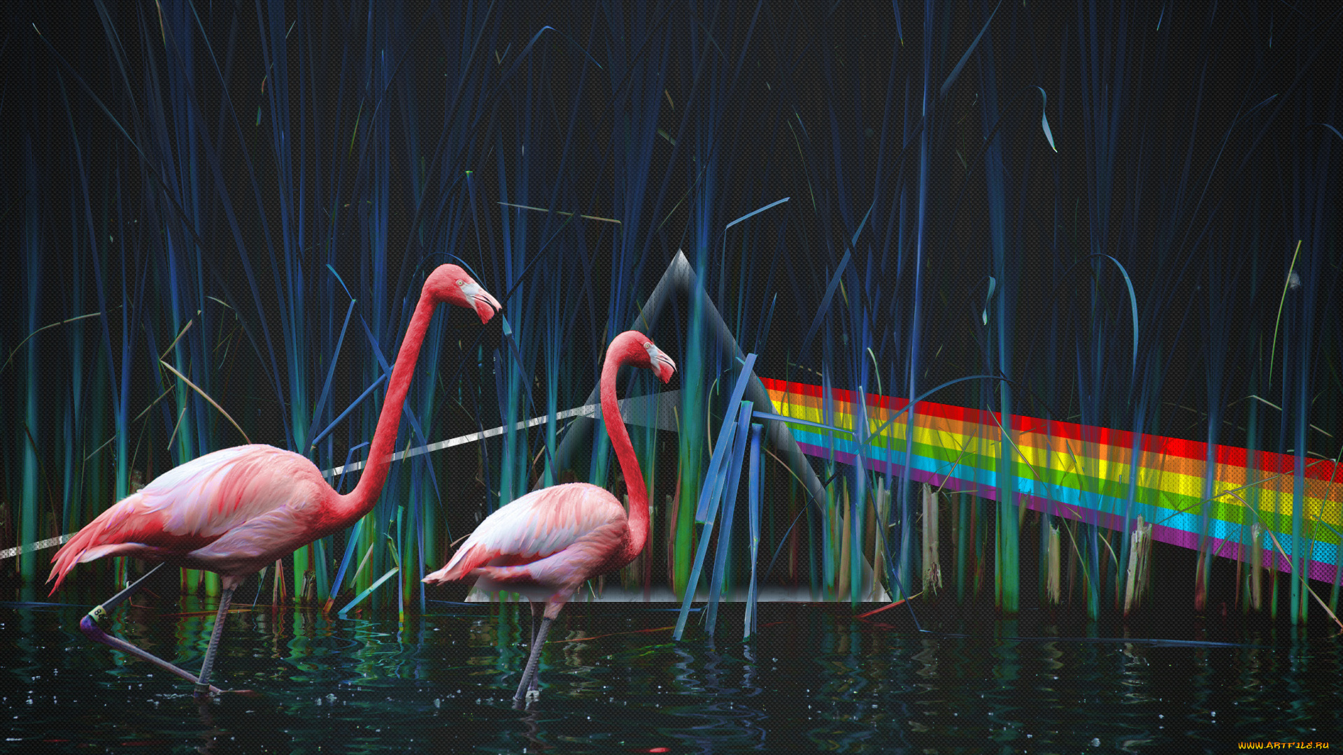 разное, компьютерный, дизайн, фламинго, вода, графика
