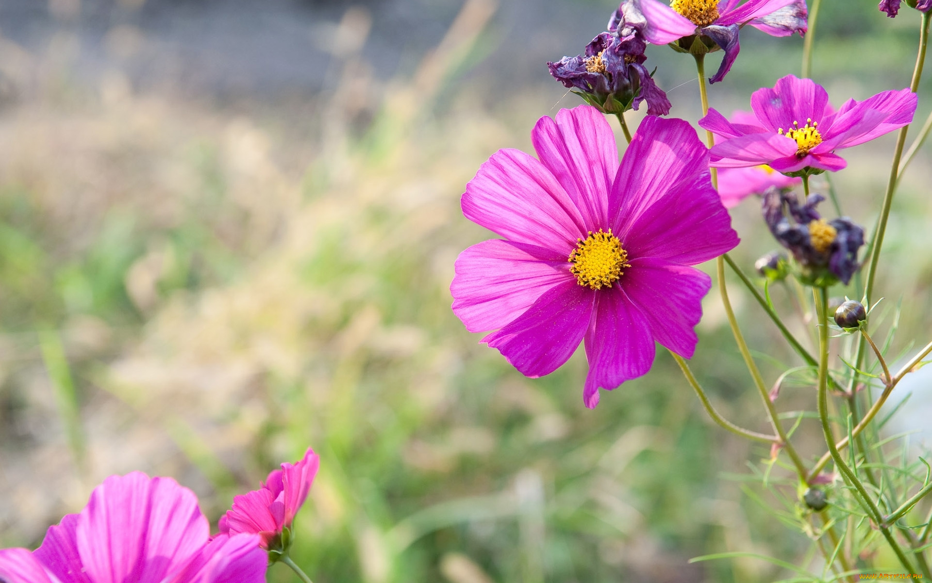 цветы, космея, бутоны
