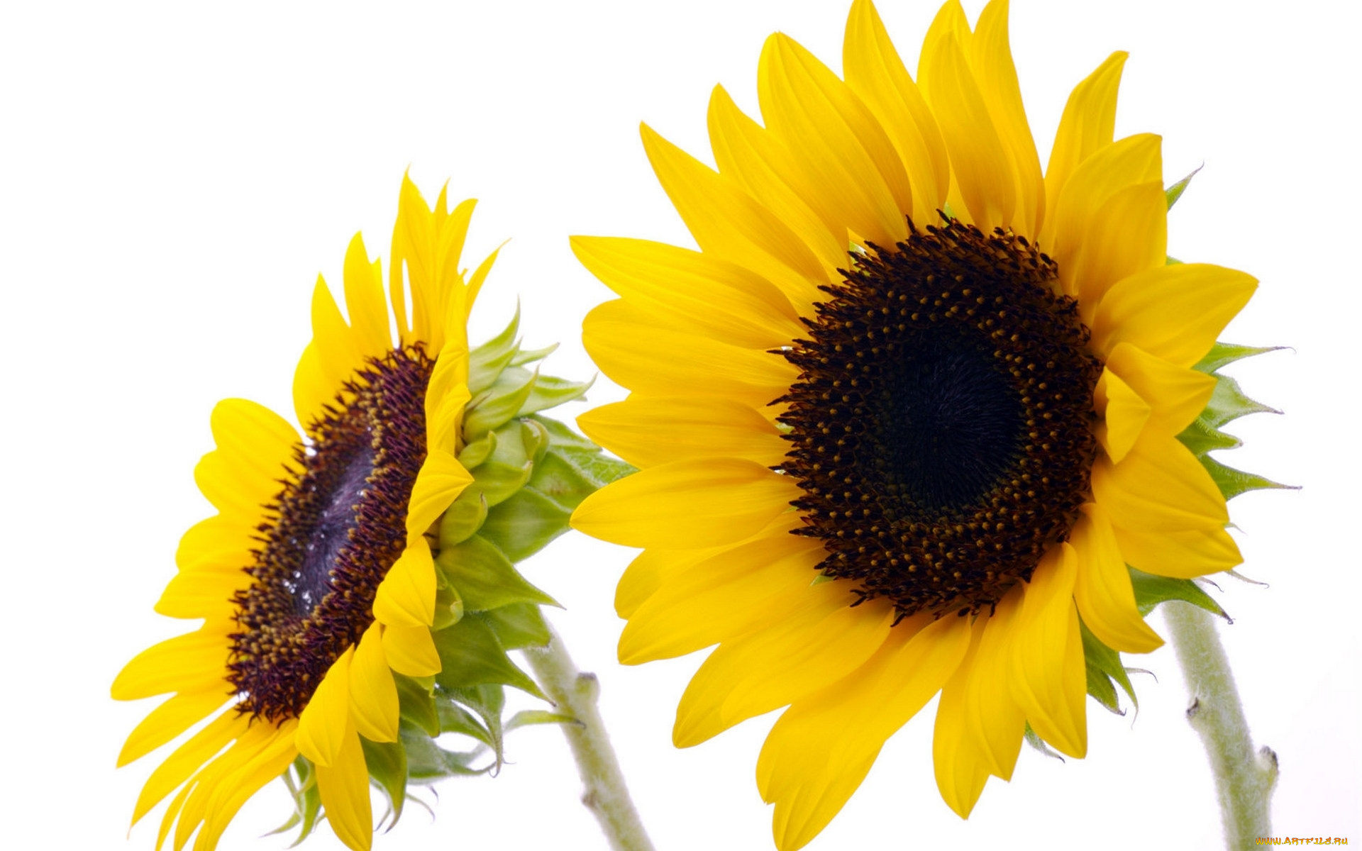 цветы, подсолнухи, желтый