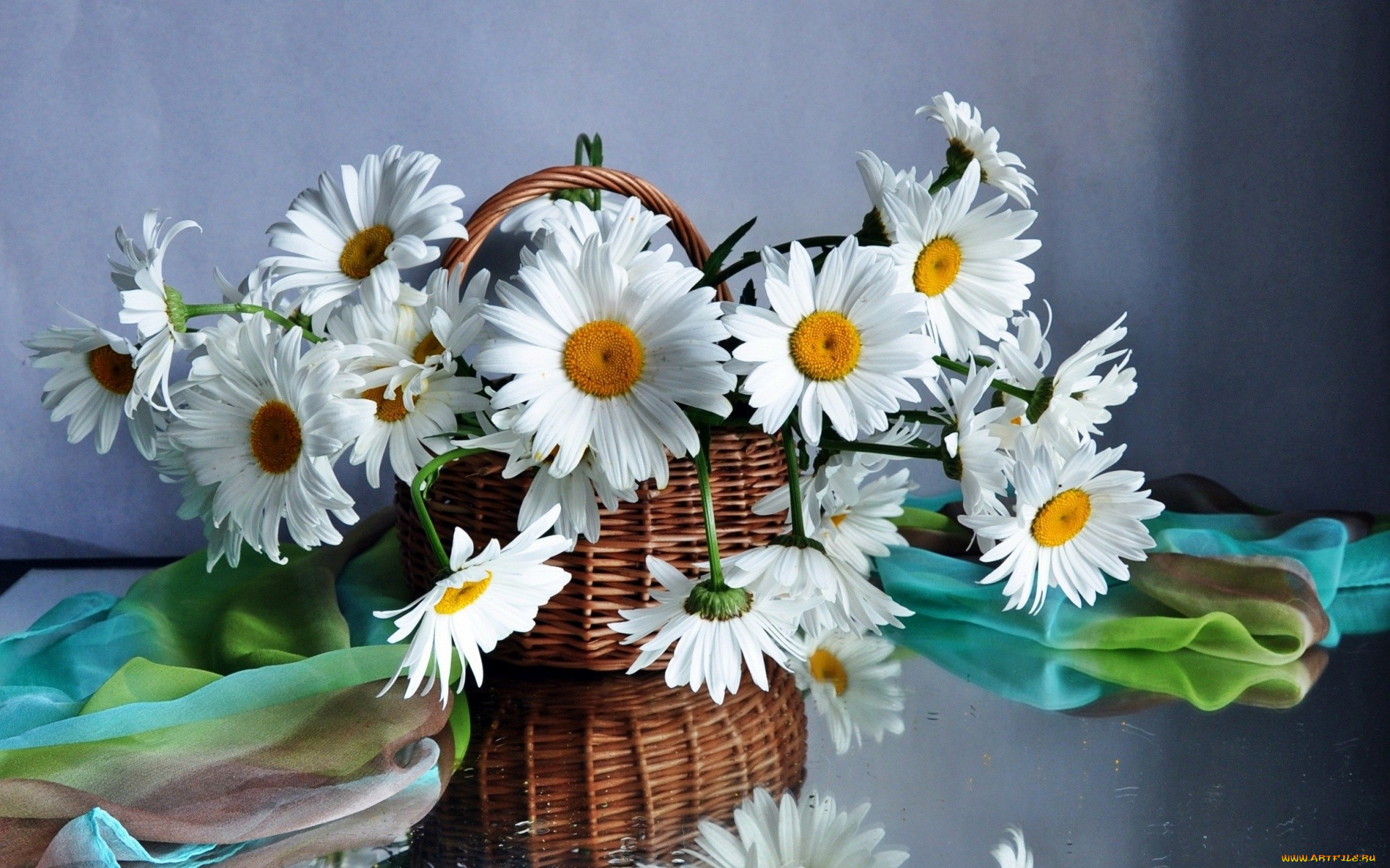 цветы, ромашки