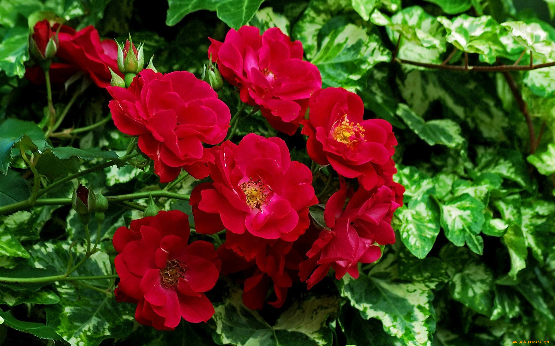 цветы, шиповник, листья, бутоны