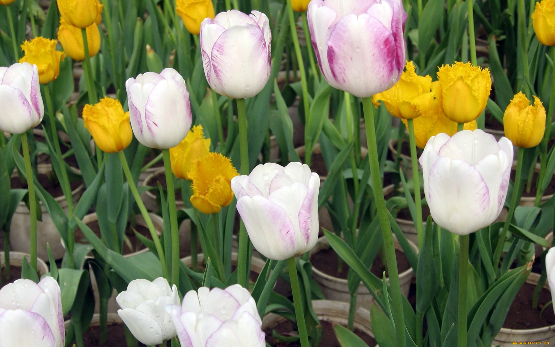 цветы, тюльпаны, бутоны