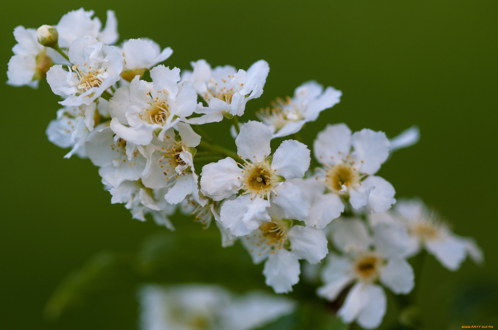 цветы, цветущие, деревья, , , кустарники, зелёный, фон, белые, ветка