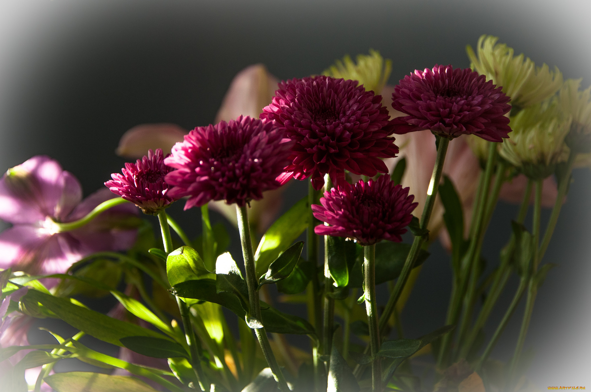 цветы, хризантемы, малиновые, букет