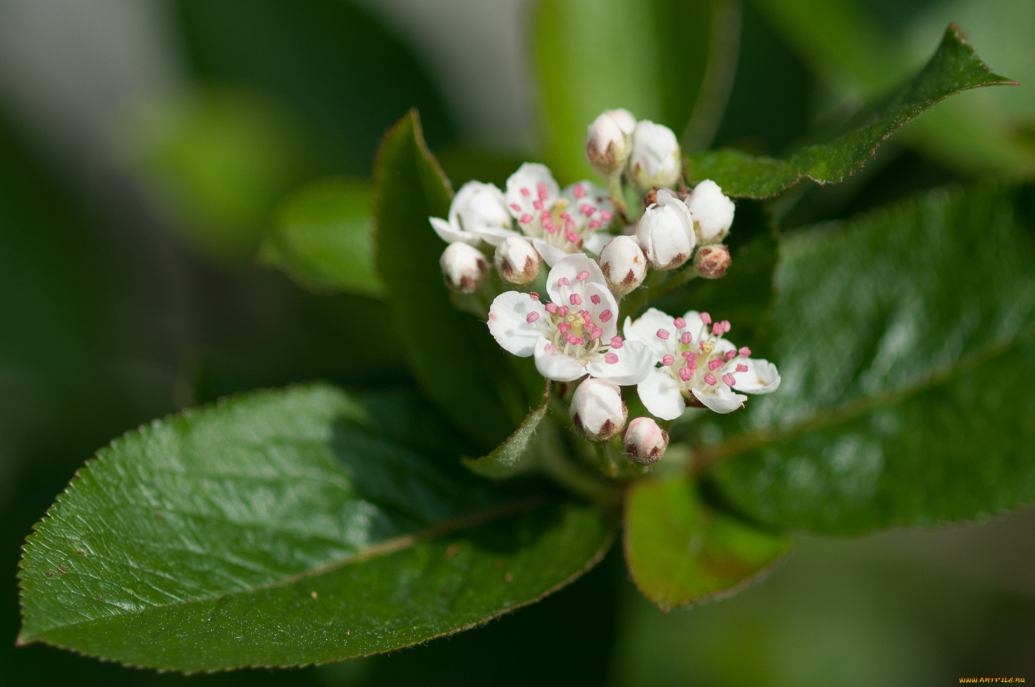 цветы, цветущие, деревья, , , кустарники, листья, ветка, зелень, макро