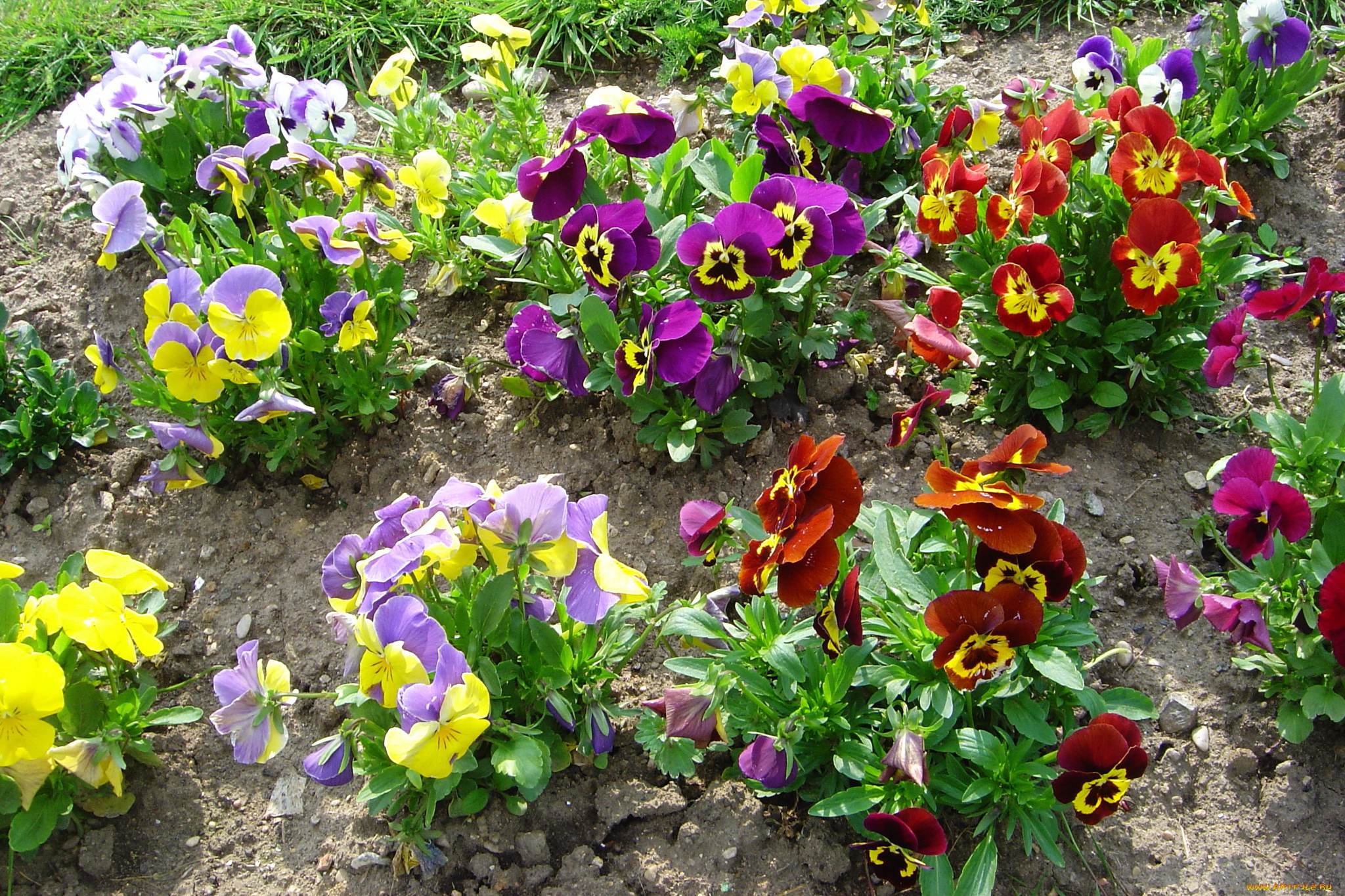 цветы, анютины, глазки, , садовые, фиалки, фиалки, анютины, глазки, сад