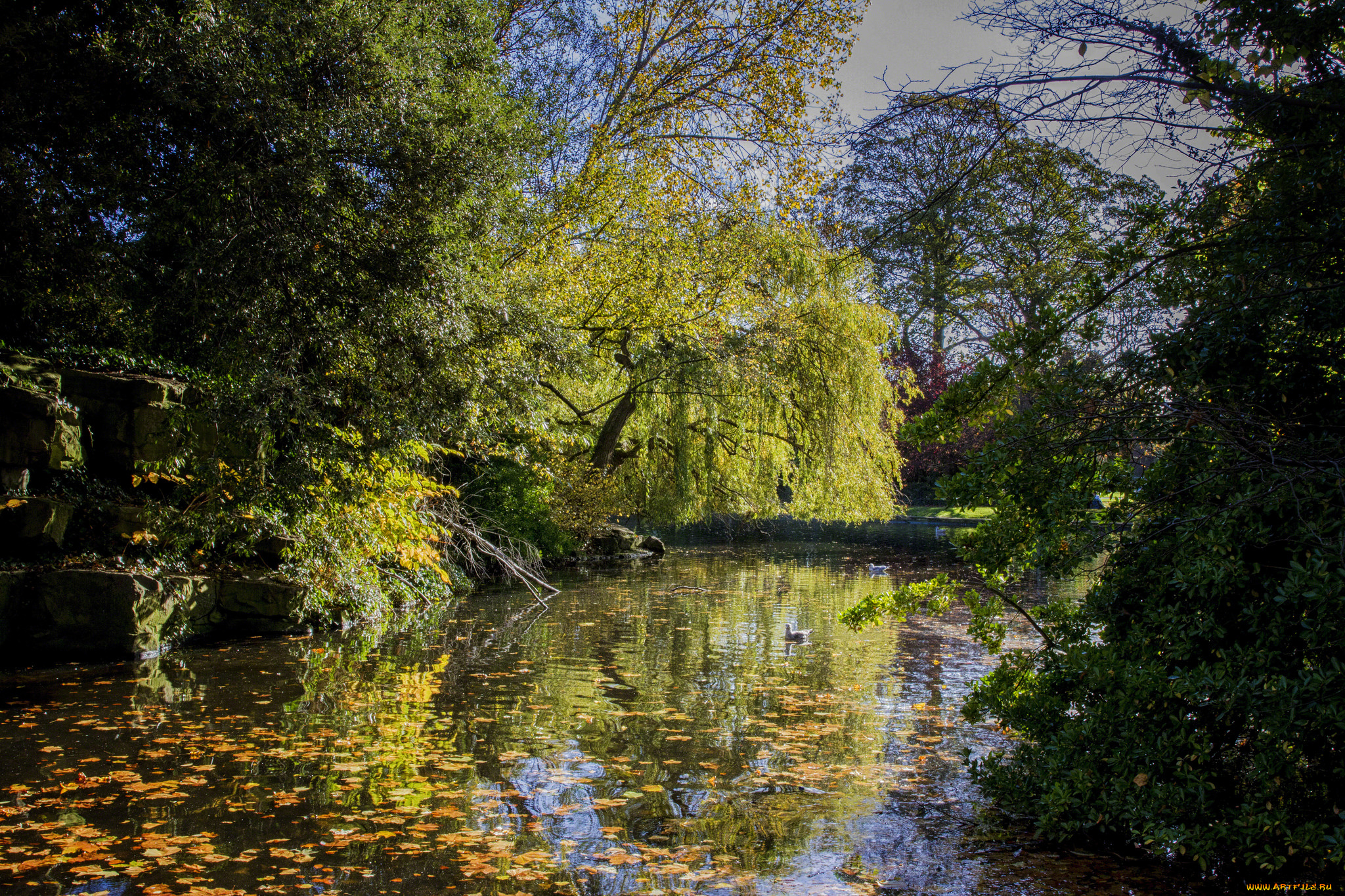 природа, реки, озера, лес, река