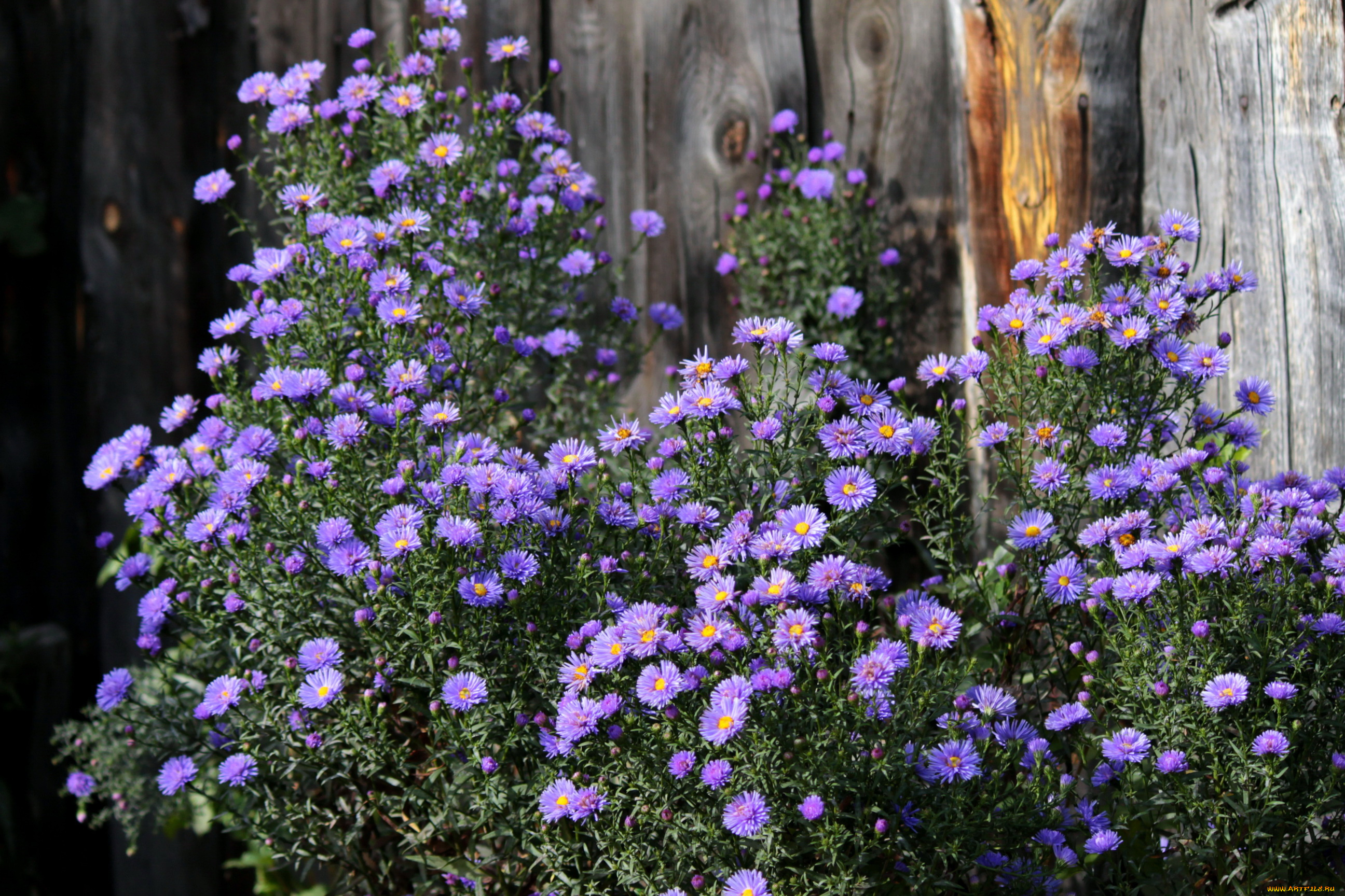 цветы, хризантемы, фиолетовые, кусты