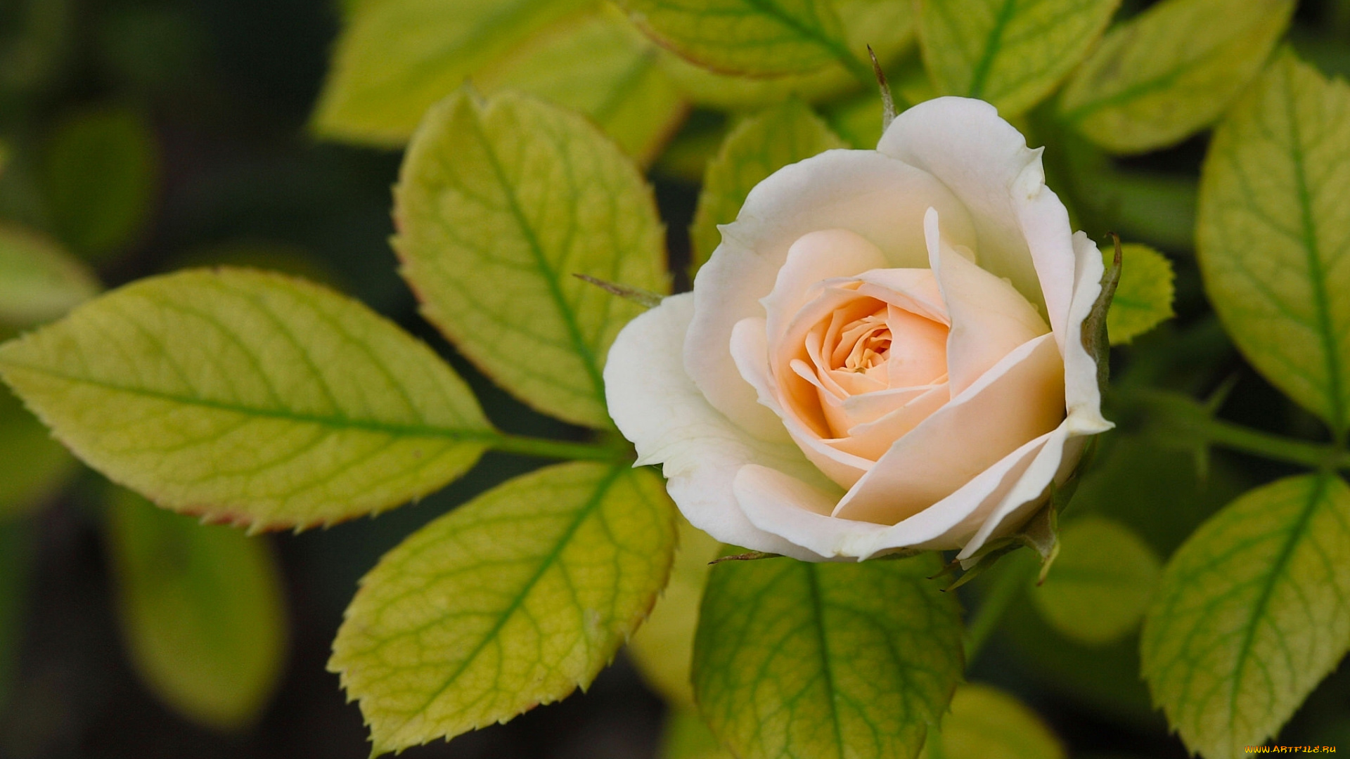 цветы, розы, макро, листья, бутон, роза