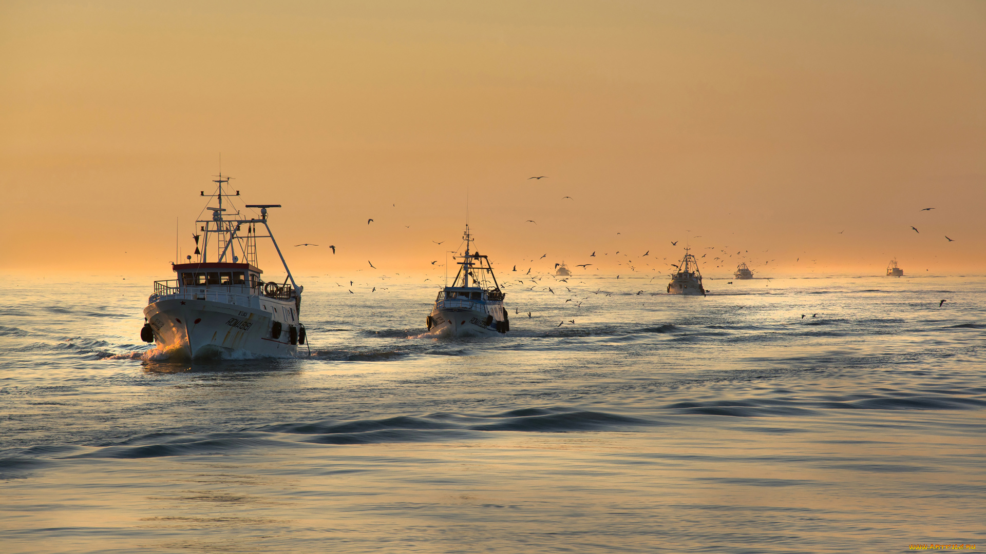 корабли, катера, море, рыболовецкие, птицы, чайки, утро