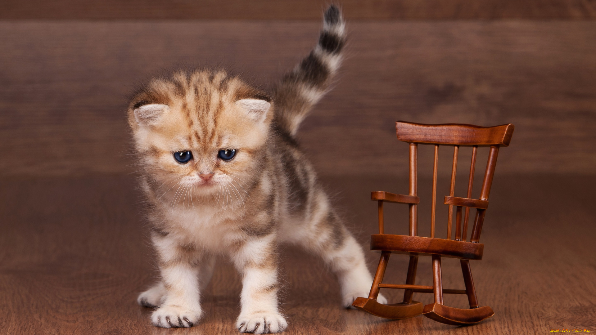 животные, коты, игрушка, кресло-качалка, полосатый, маленький, котенок, мило, дерево, ламинат, пол, деревянное, коричневый