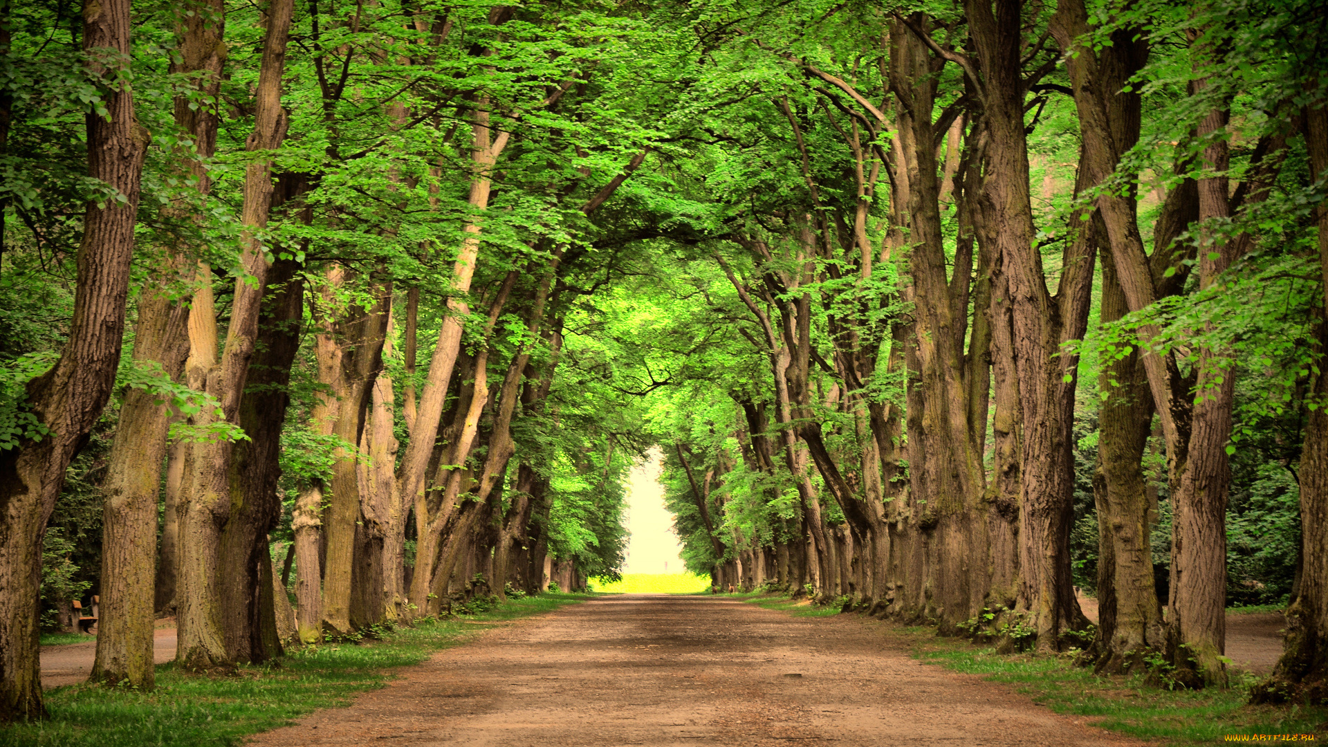природа, дороги, деревья, аллея, дорога