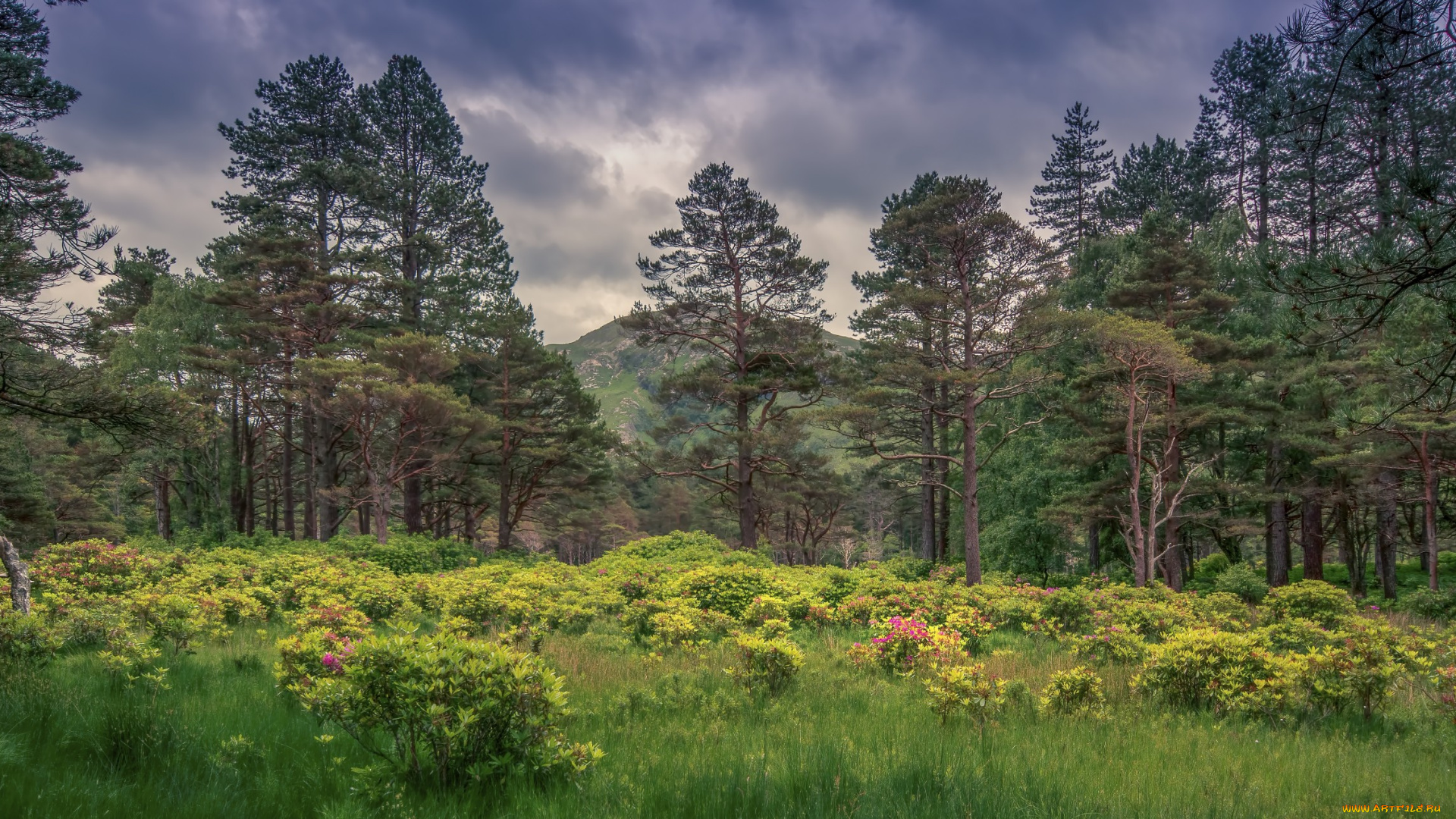 природа, пейзажи, луг, лес, горы