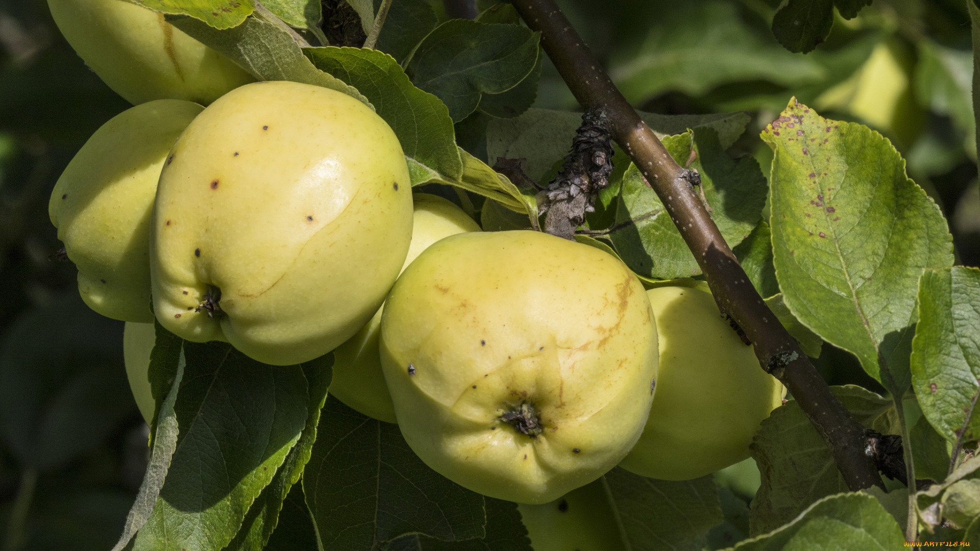 природа, плоды, яблочки