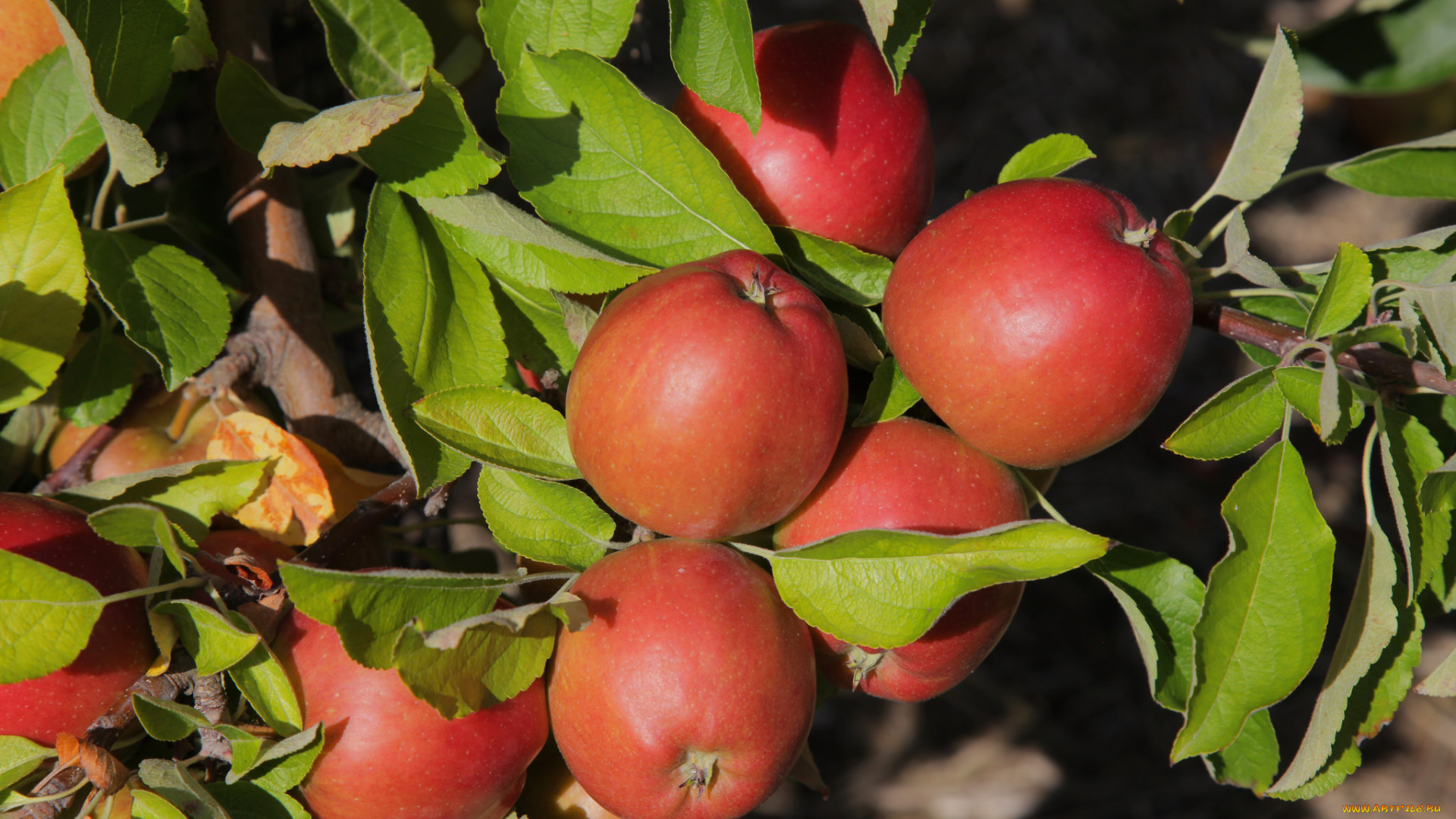 природа, плоды, яблочки