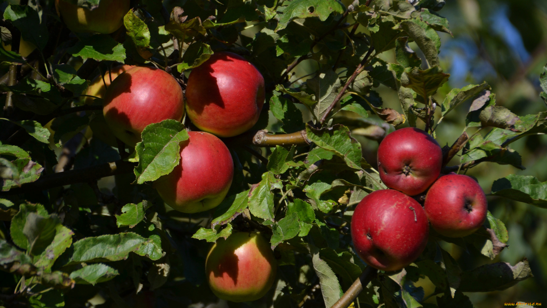 природа, плоды, яблочки