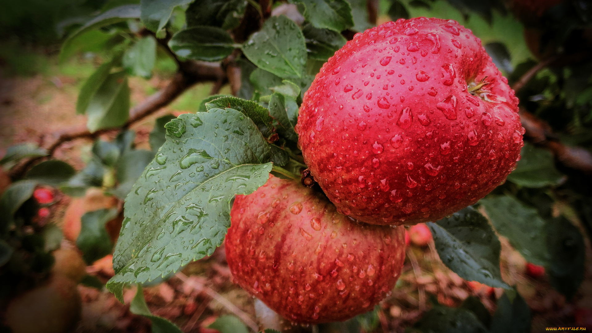 природа, плоды, яблочки