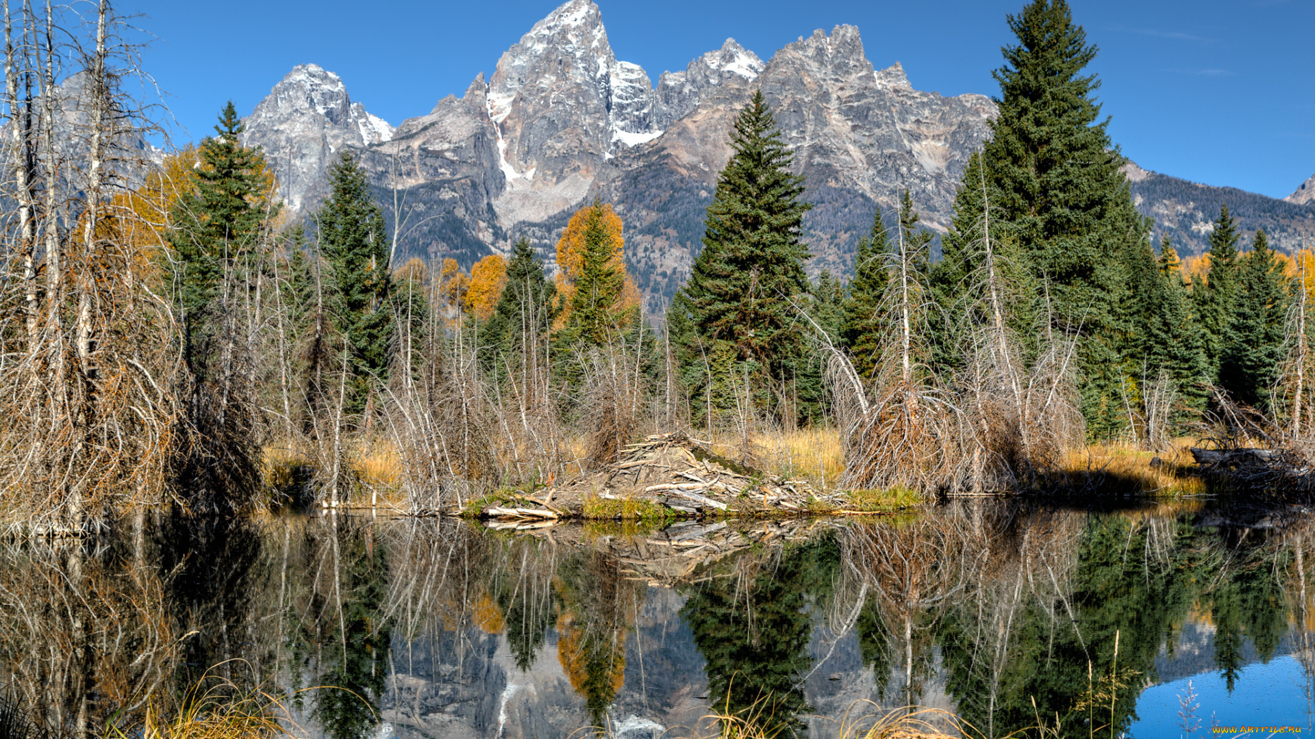 природа, реки, озера, лес, река