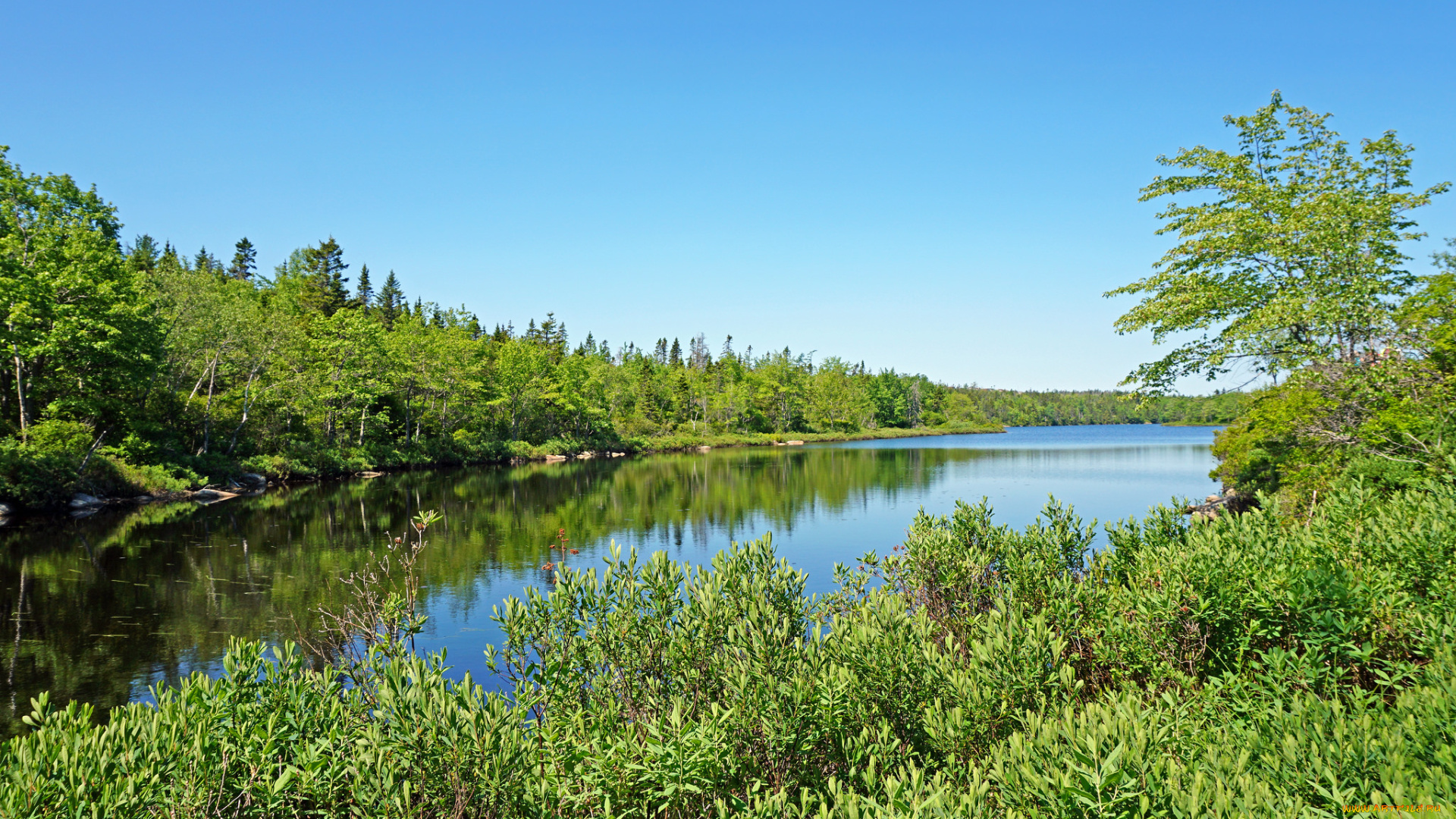 природа, реки, озера, лес, река